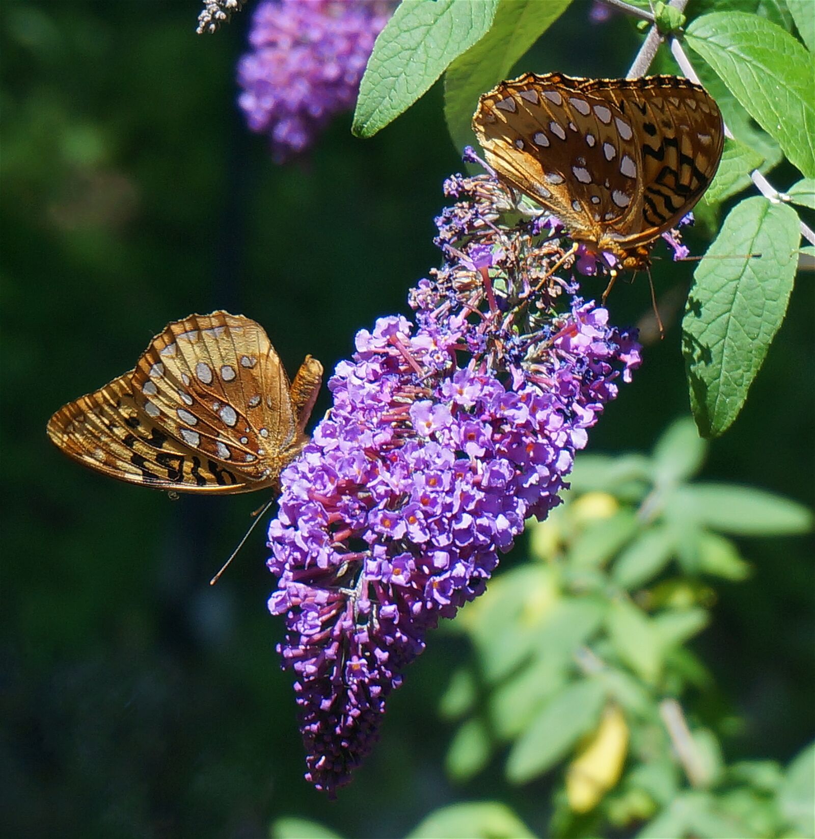 Sony Alpha NEX-5T sample photo. Fritillary butterfly, butterfly, nature photography