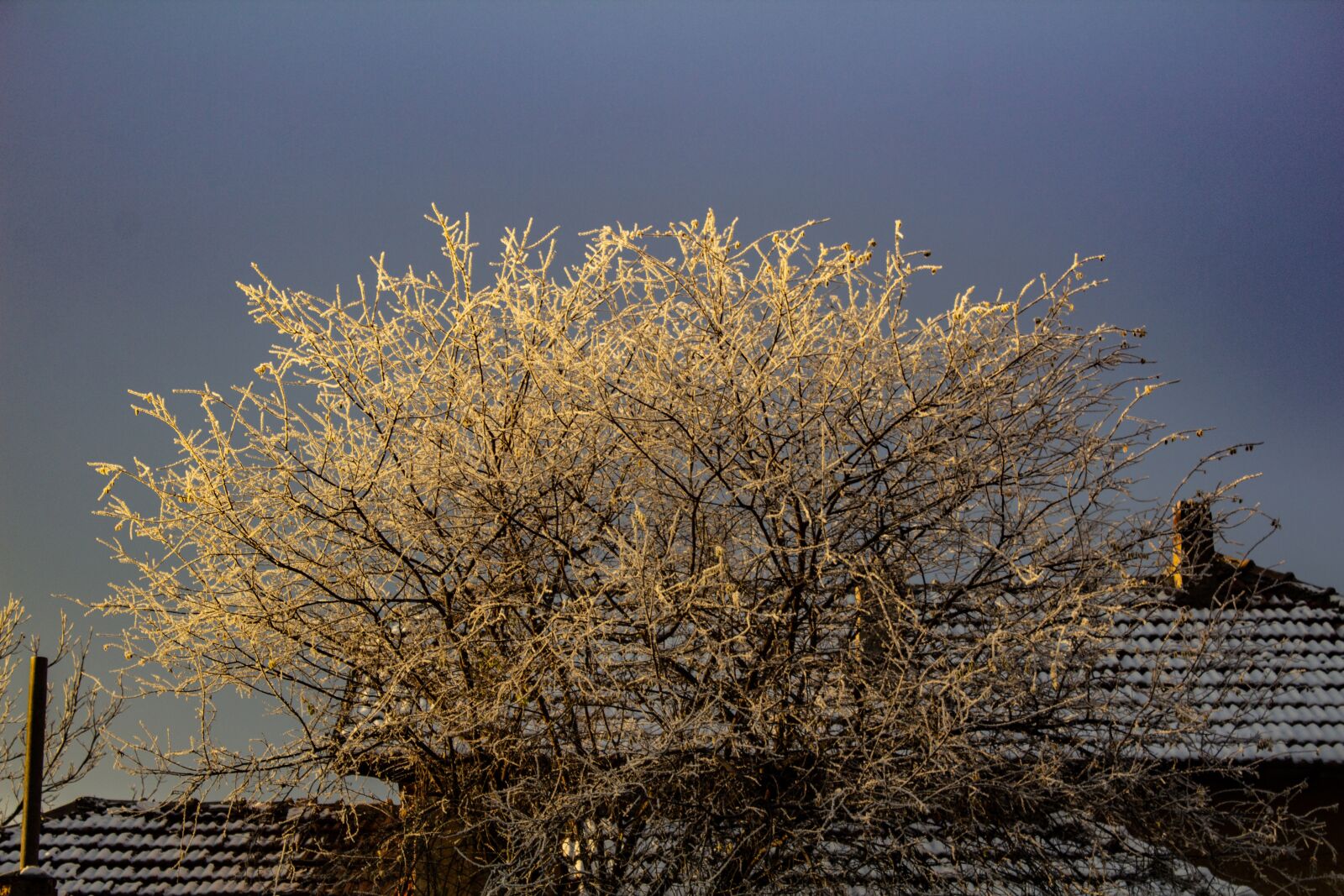 Canon EOS 1200D (EOS Rebel T5 / EOS Kiss X70 / EOS Hi) sample photo. Winter, white, forest photography