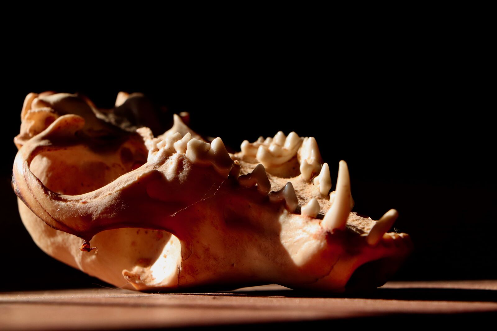 Canon EOS 800D (EOS Rebel T7i / EOS Kiss X9i) sample photo. Bone, halloween, skeleton photography