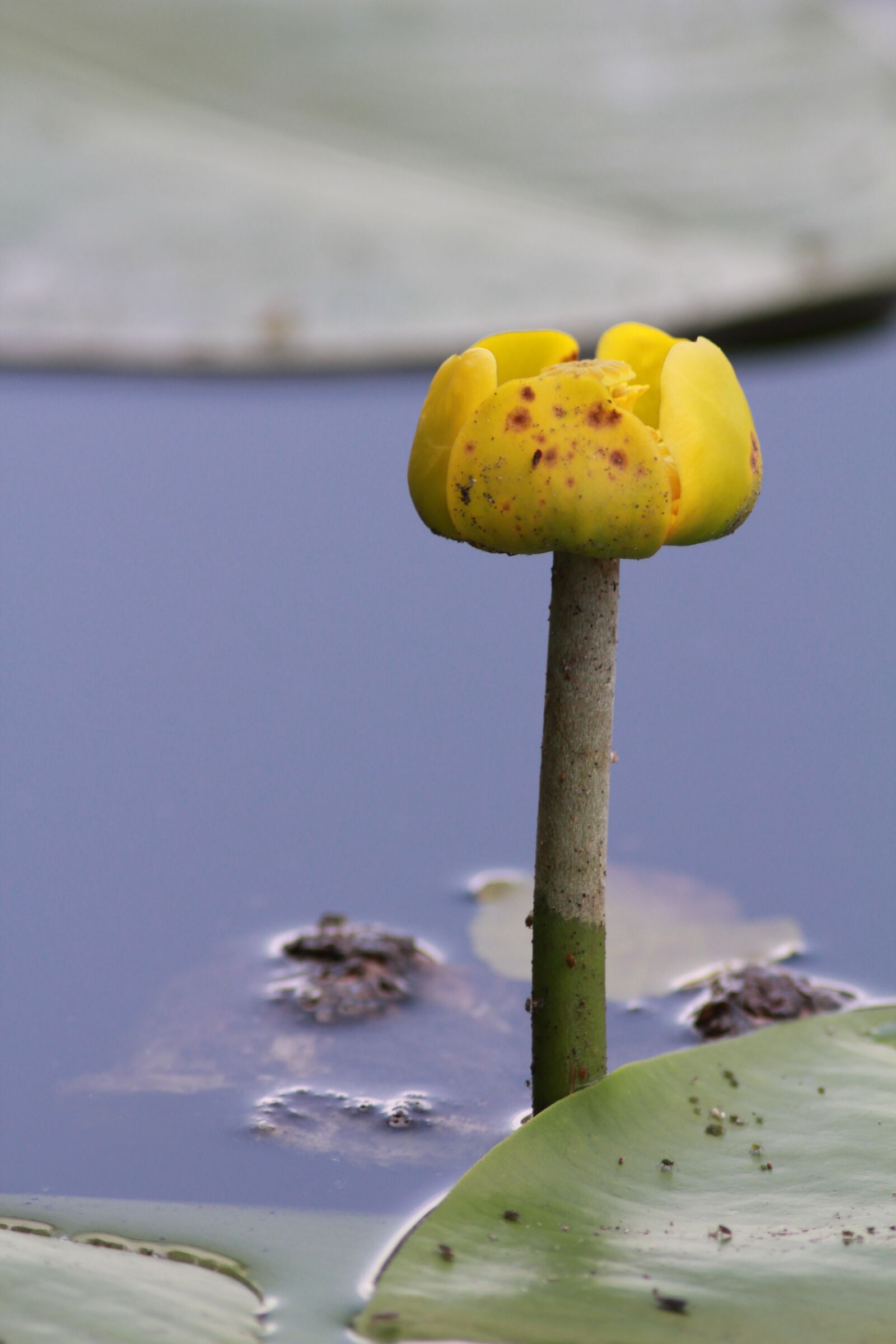 Canon EF 300mm F4L IS USM sample photo. Lake, flower, water photography