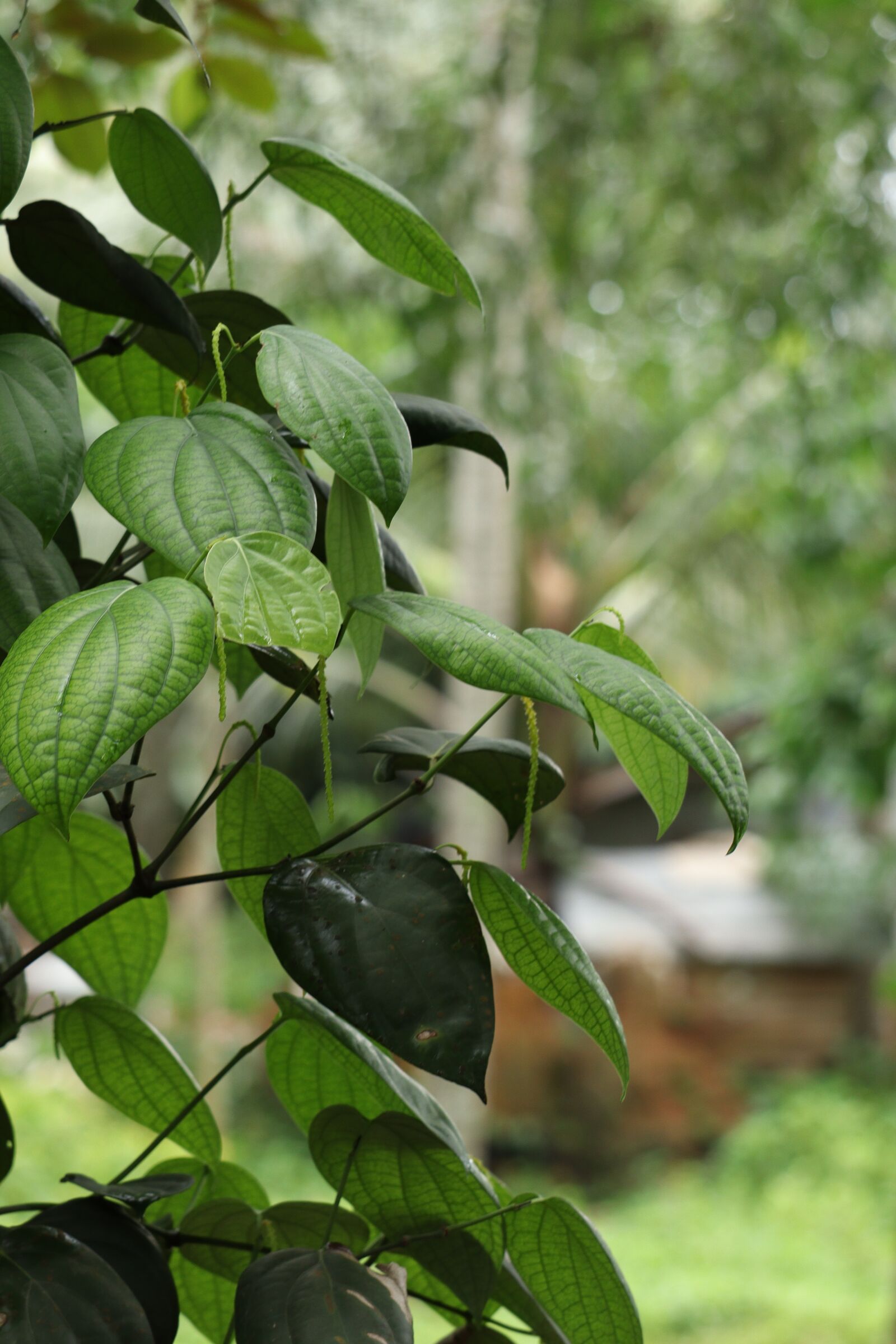 Canon EOS 250D (EOS Rebel SL3 / EOS Kiss X10 / EOS 200D II) sample photo. Leaf, nature, green photography