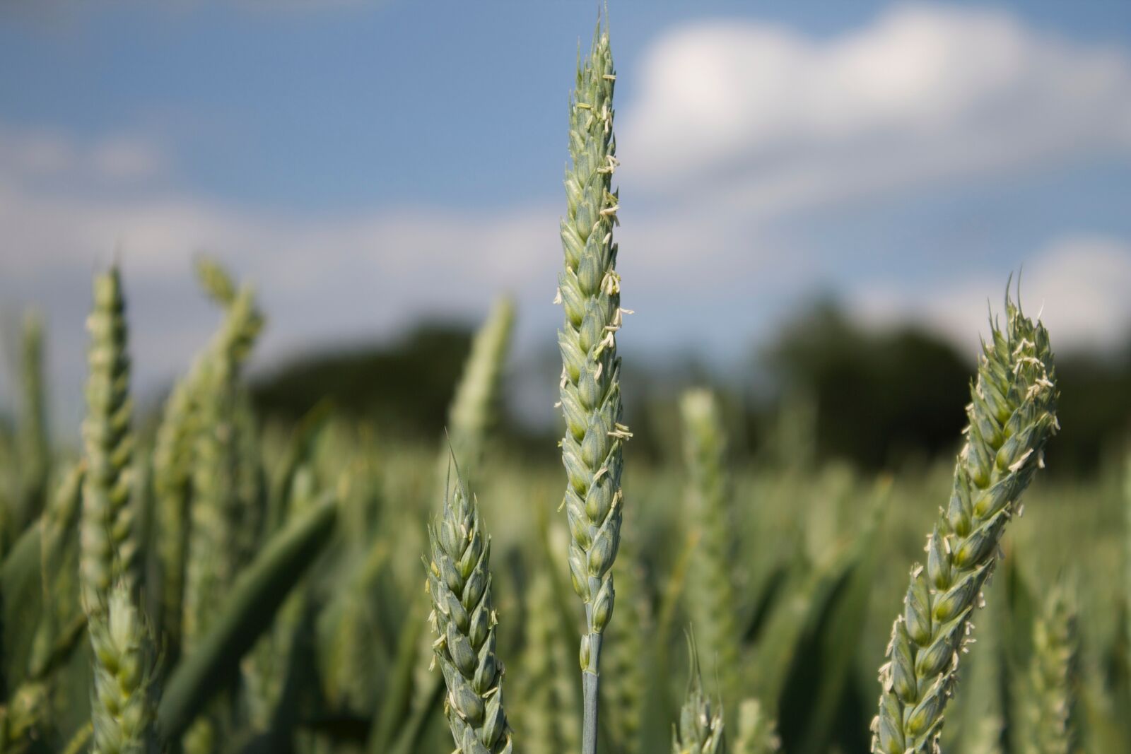 Canon EOS 1100D (EOS Rebel T3 / EOS Kiss X50) sample photo. Close up, corn, field photography