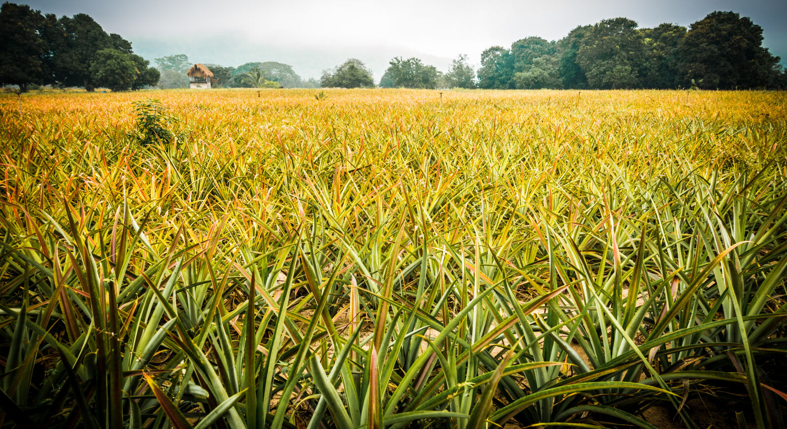 Sony Cyber-shot DSC-RX100 IV sample photo. Field, green, mexico, mist photography