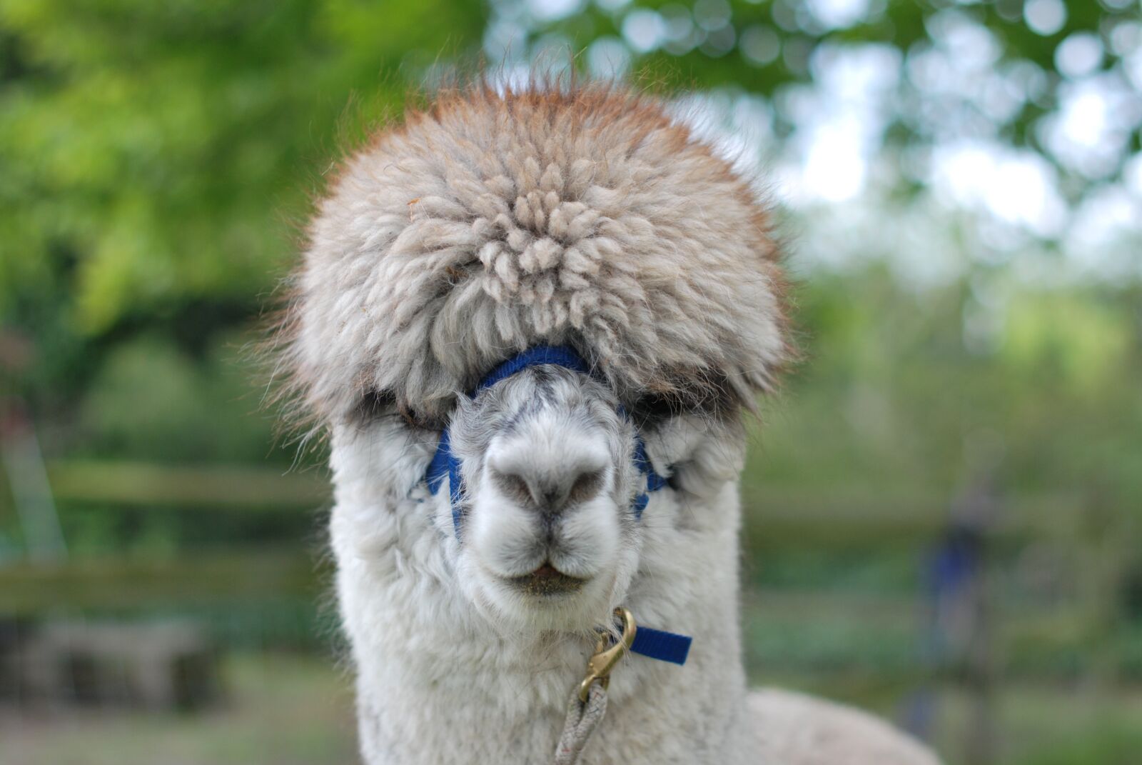 Nikon D60 sample photo. Alpaca, animal, fur photography