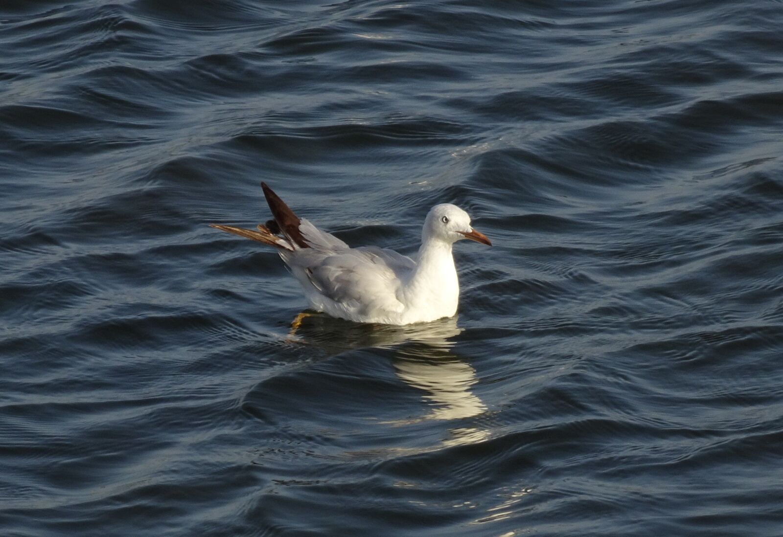 Sony Cyber-shot DSC-HX90V sample photo. Gull, bird, slender-billed gull photography