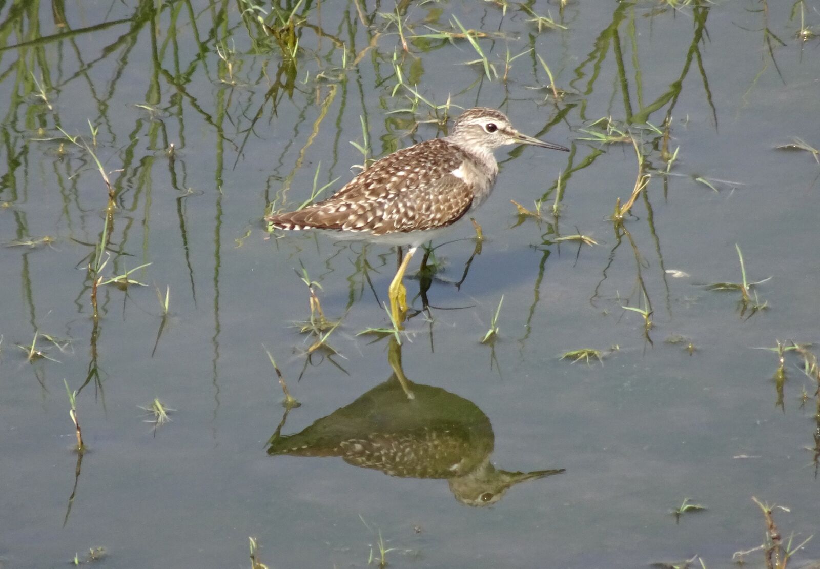 Sony Cyber-shot DSC-HX90V sample photo. Bird, wood sandpiper, sandpiper photography