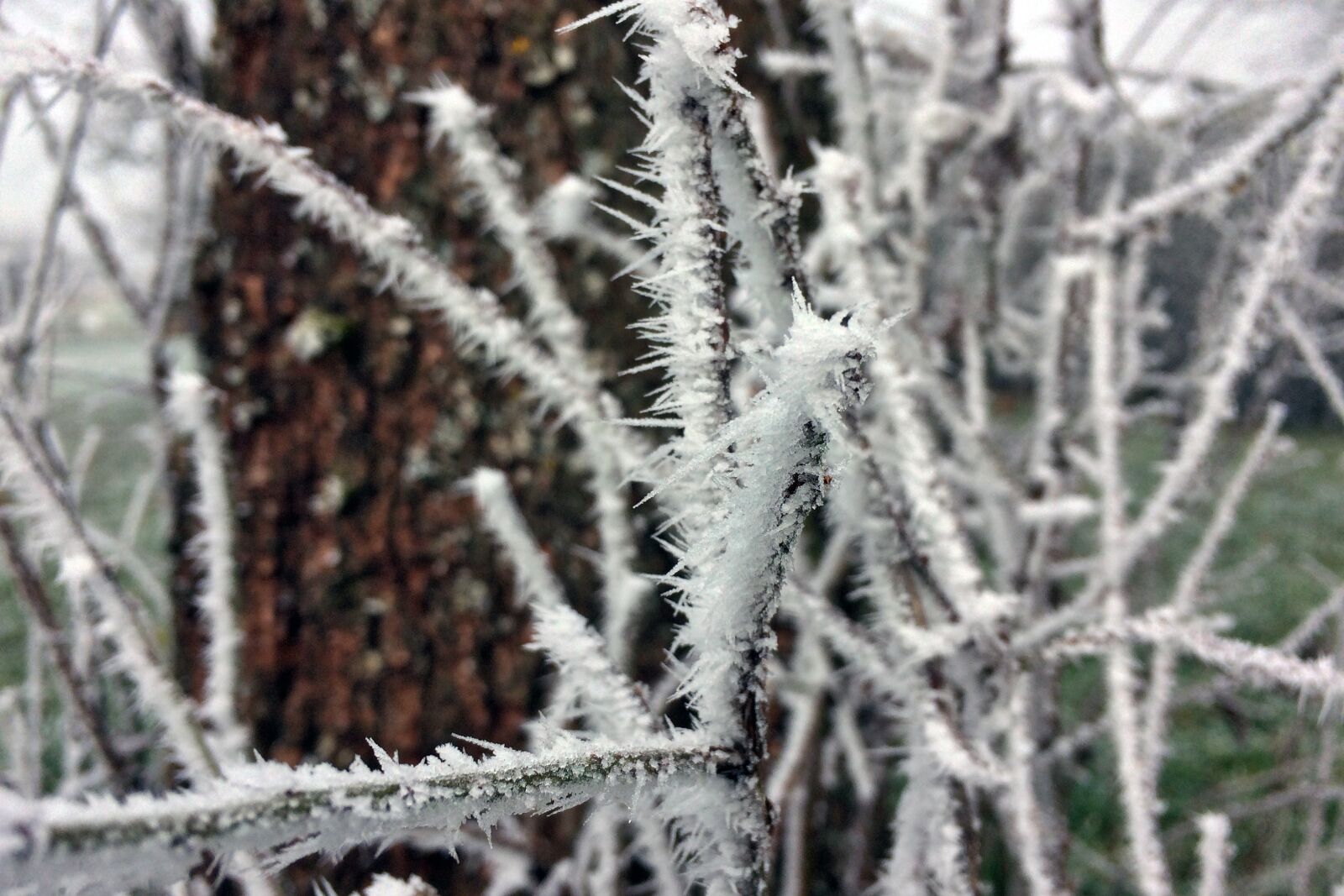 iPhone 5s back camera 4.15mm f/2.2 sample photo. Frost, aesthetic, cold photography