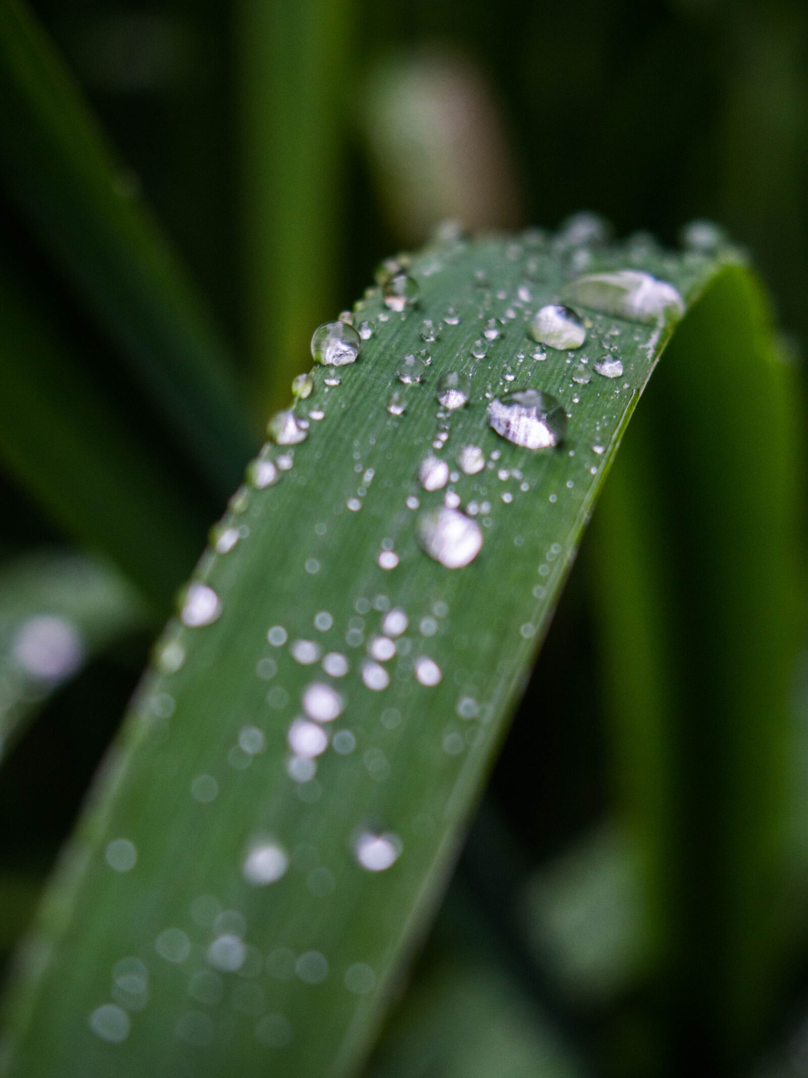 Olympus PEN E-PL5 sample photo. Close, up, leaf, macro photography