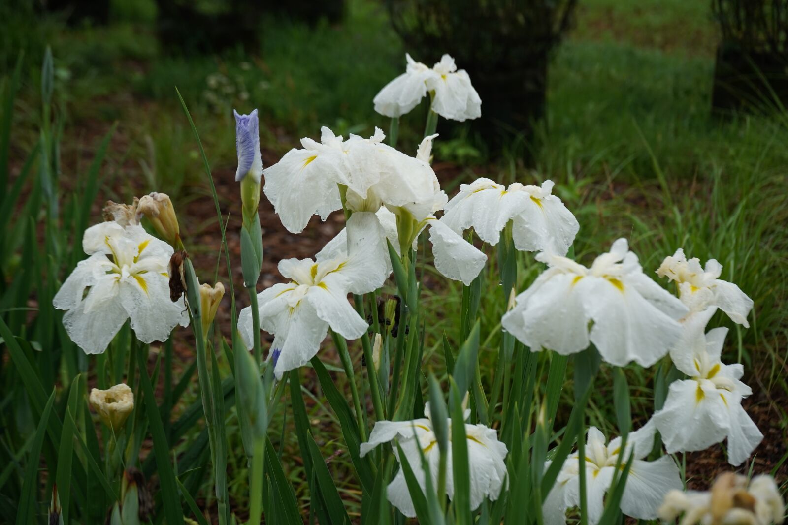 Sony a7 III sample photo. White irises, rain, summer photography