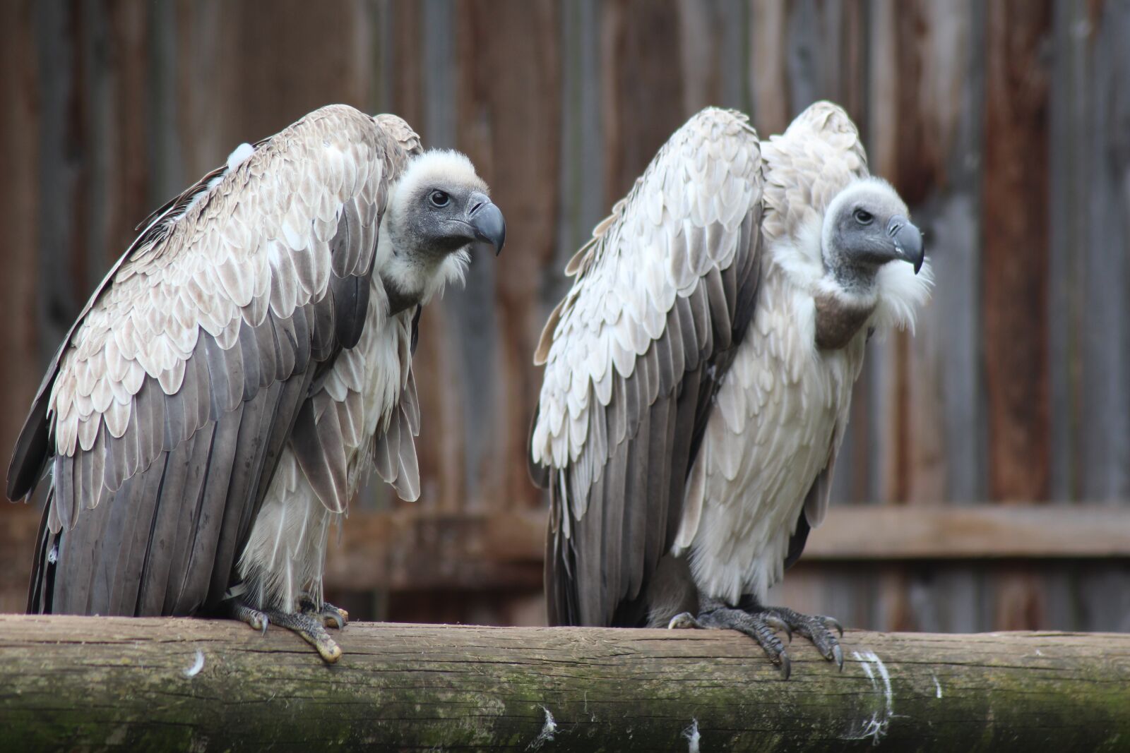 Canon EOS 700D (EOS Rebel T5i / EOS Kiss X7i) sample photo. Animal world, animal, zoo photography