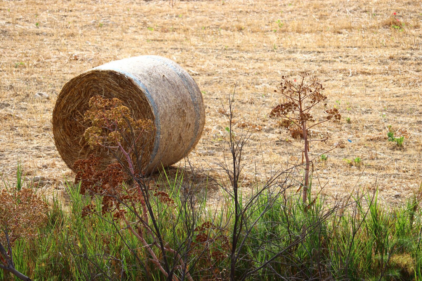 Canon EOS 90D sample photo. Countryside, hay, wheel photography