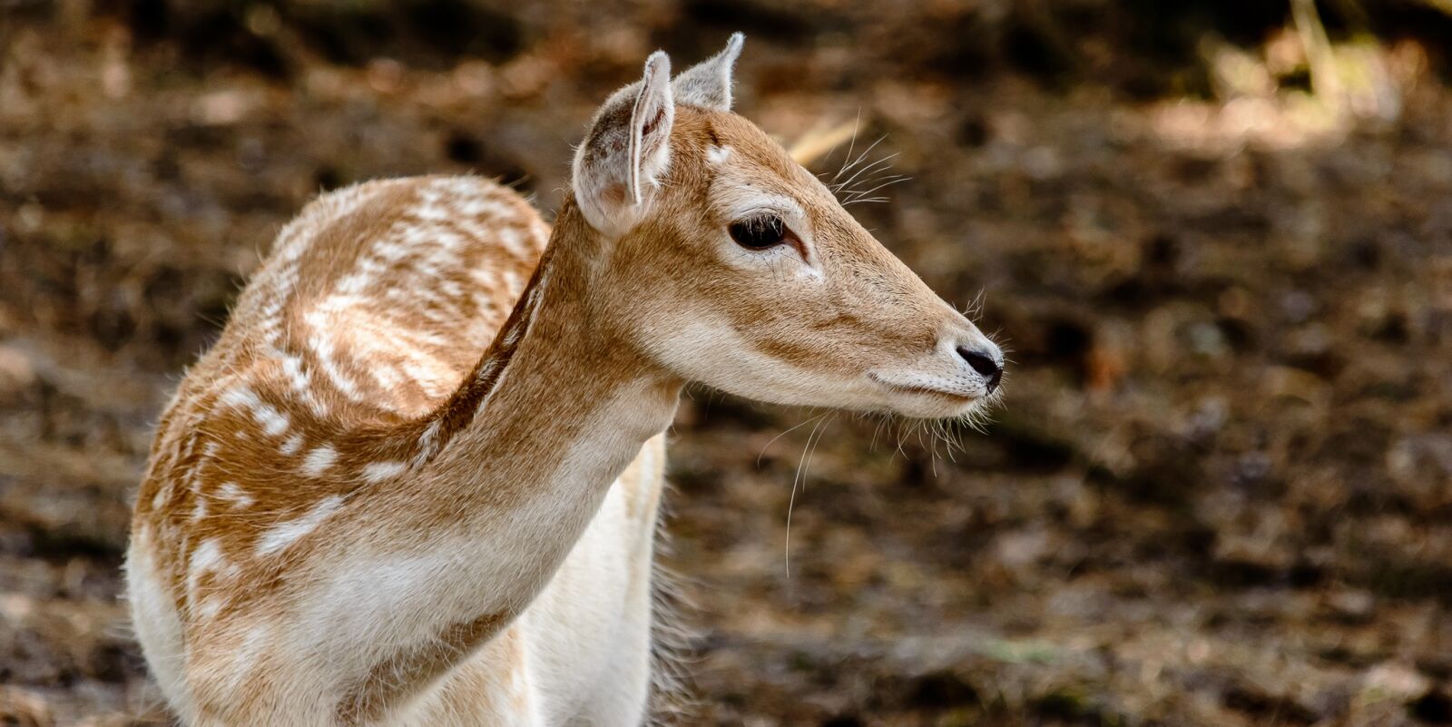Nikon D3200 sample photo. Roe deer, wild, nature photography