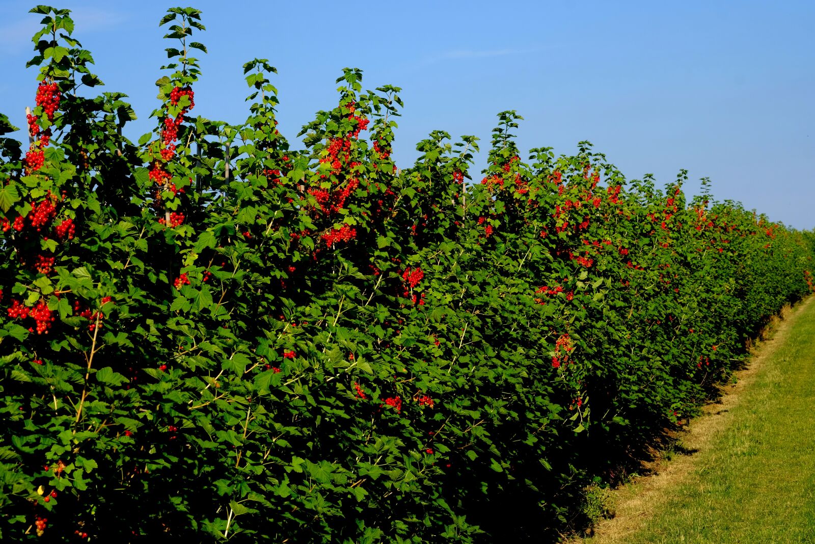Fujifilm X-T20 sample photo. Currant hedge, field, currants photography