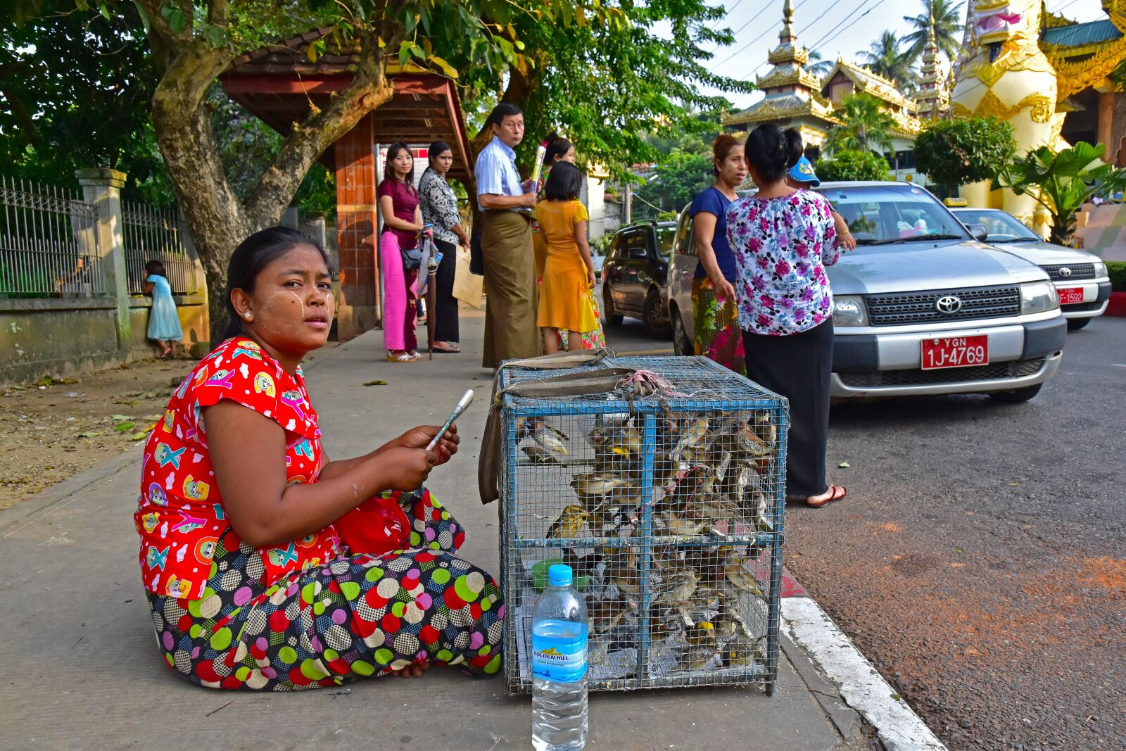 Nikon D5500 sample photo. Myanmar, birds, burma photography