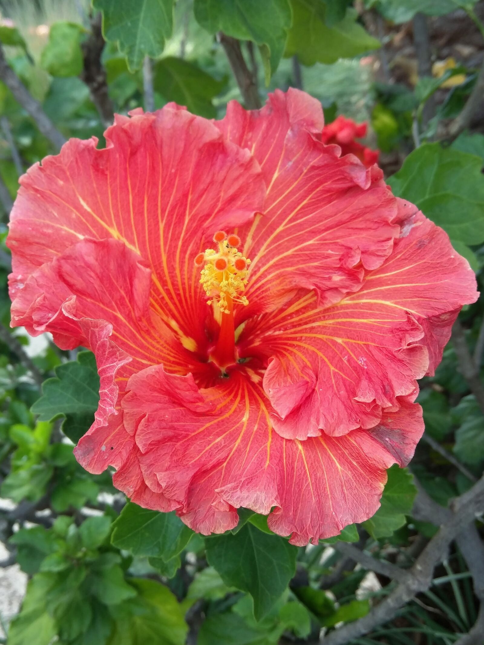 Motorola Nexus 6 sample photo. Flower, tropical, hibiscus photography