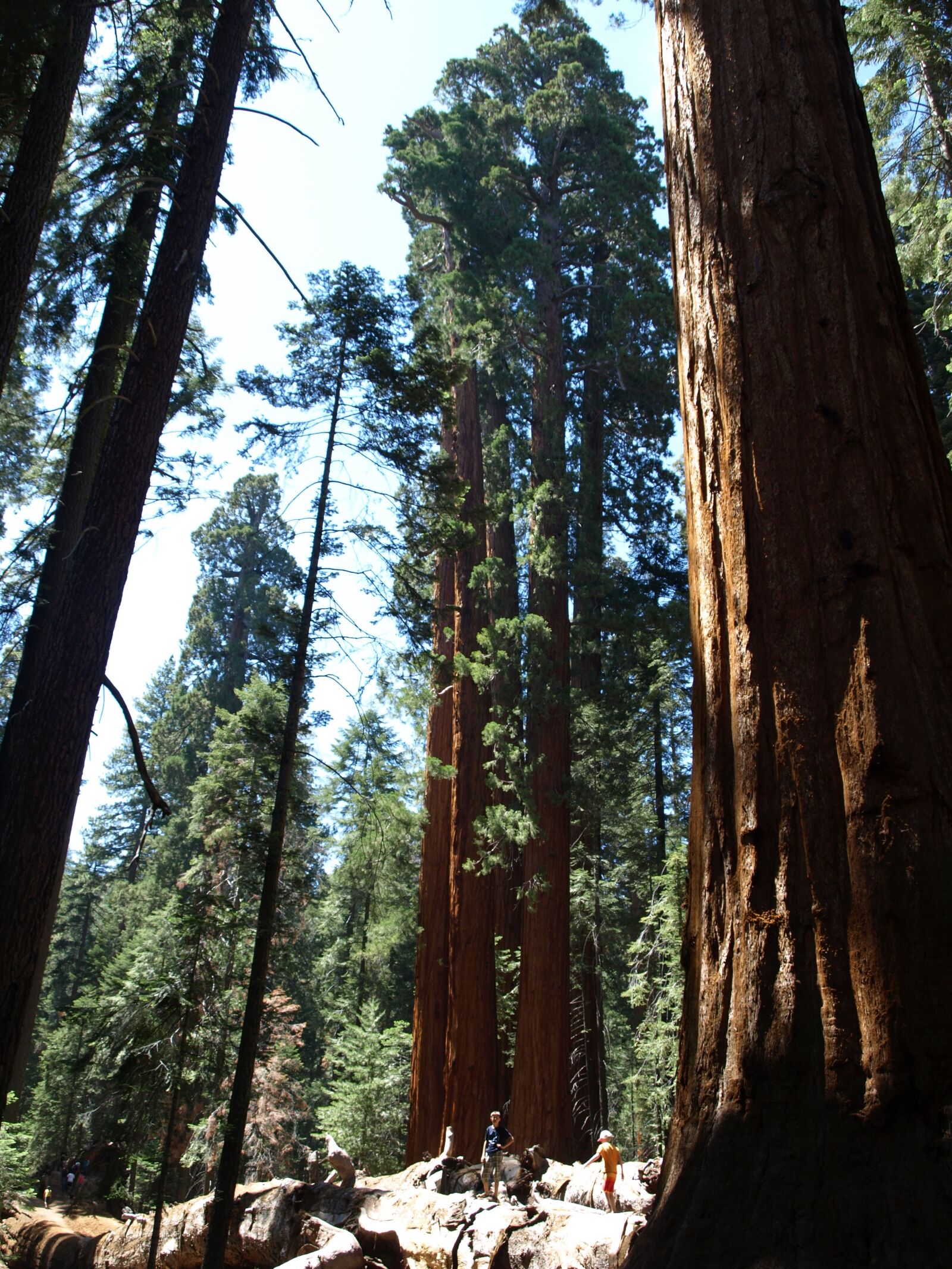 Olympus E-510 (EVOLT E-510) sample photo. Sequoia, usa, forest photography