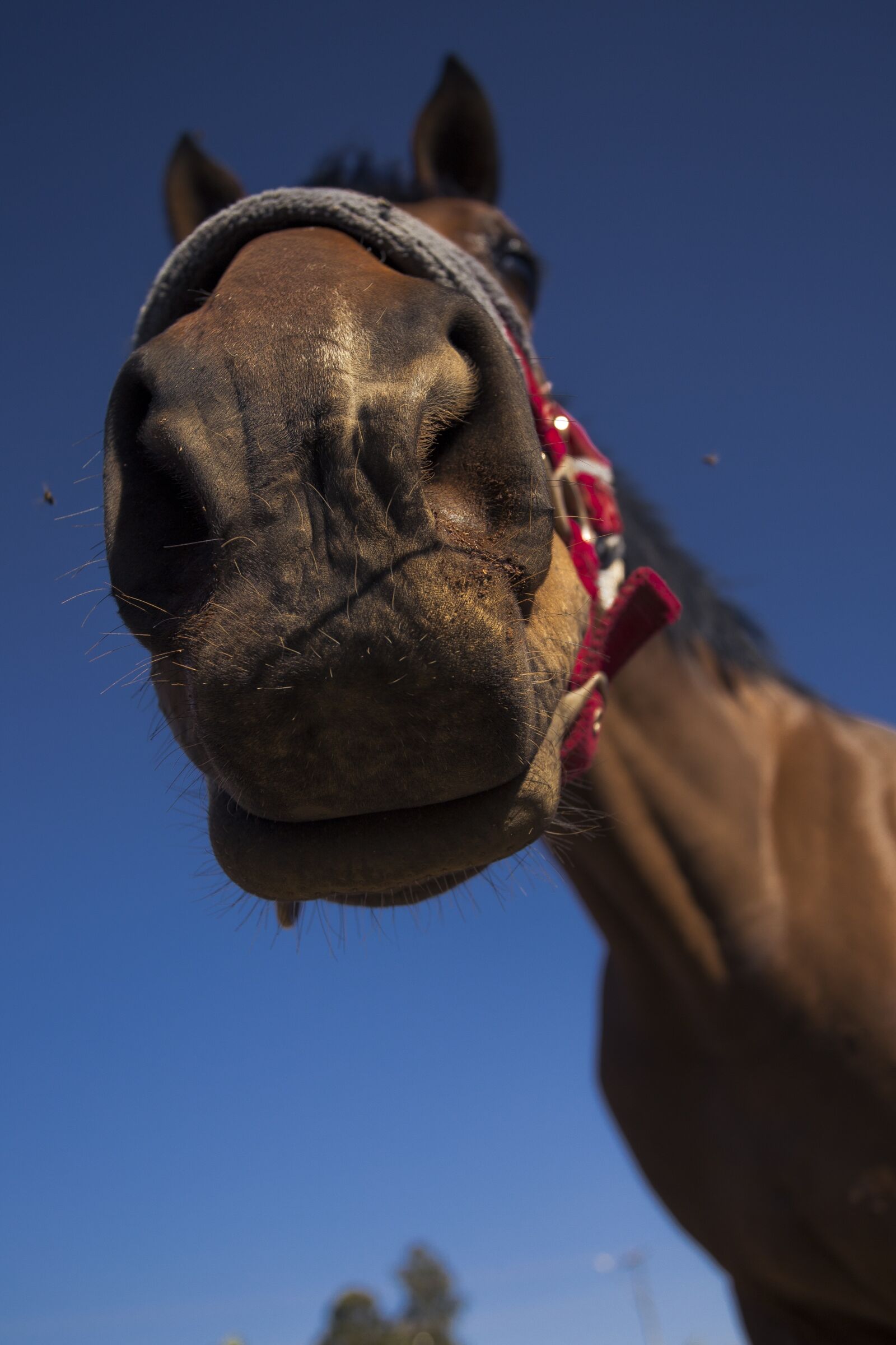 Canon EOS 6D + Canon EF 17-40mm F4L USM sample photo. Horse, nature, funny photography