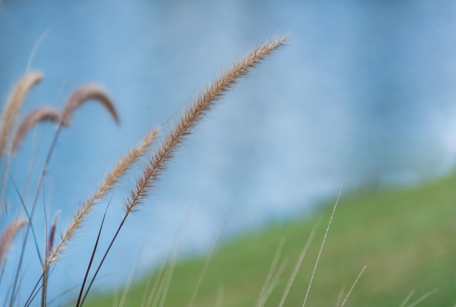 Sony a7R II + Sony FE 24-240mm F3.5-6.3 OSS sample photo. Fountain grass, close up photography