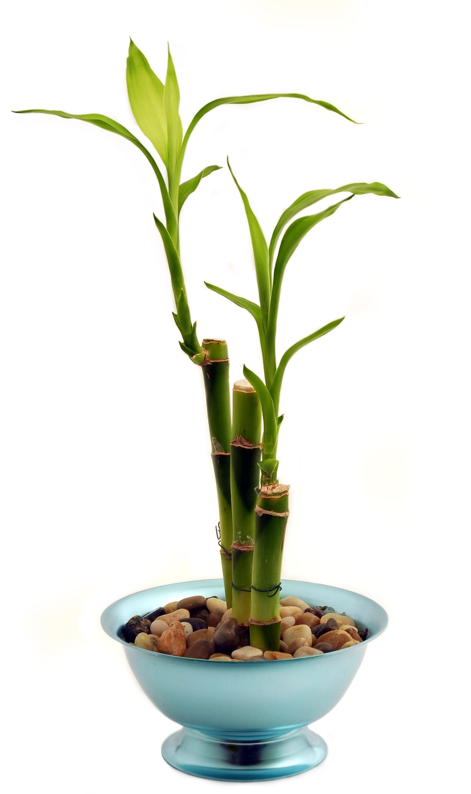 Nikon D200 sample photo. Bamboo, houseplant, potted plant photography
