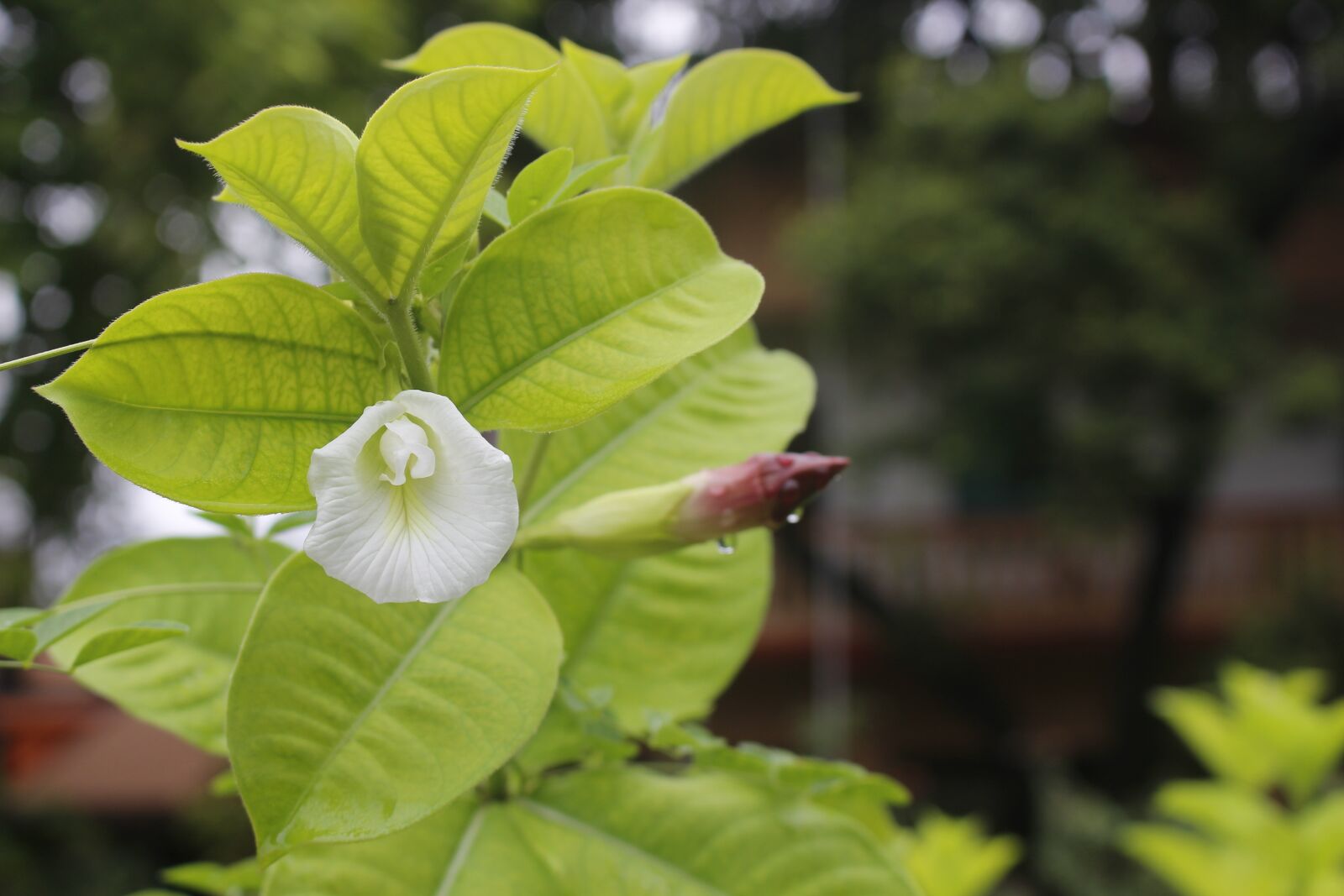 Canon EOS 700D (EOS Rebel T5i / EOS Kiss X7i) sample photo. Leaf, nature, flora photography