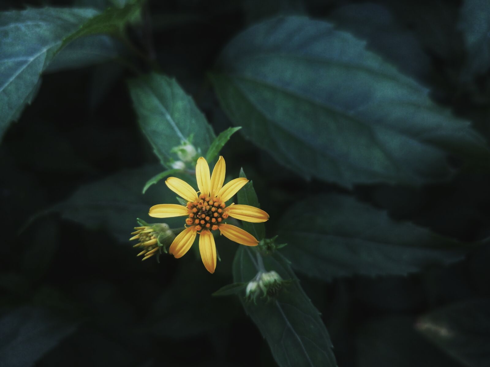 HUAWEI P30 LITE sample photo. Flower, green, petals photography