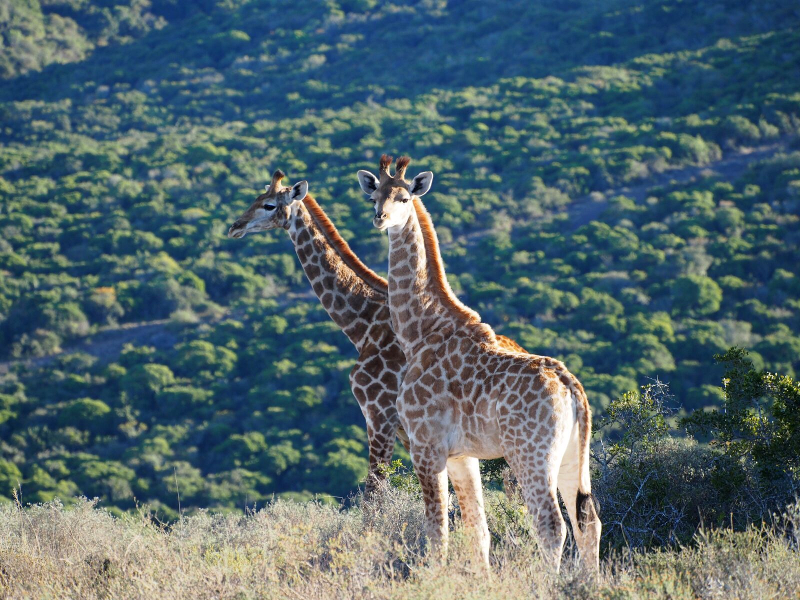Olympus OM-D E-M5 sample photo. Giraffe, africa, safari photography