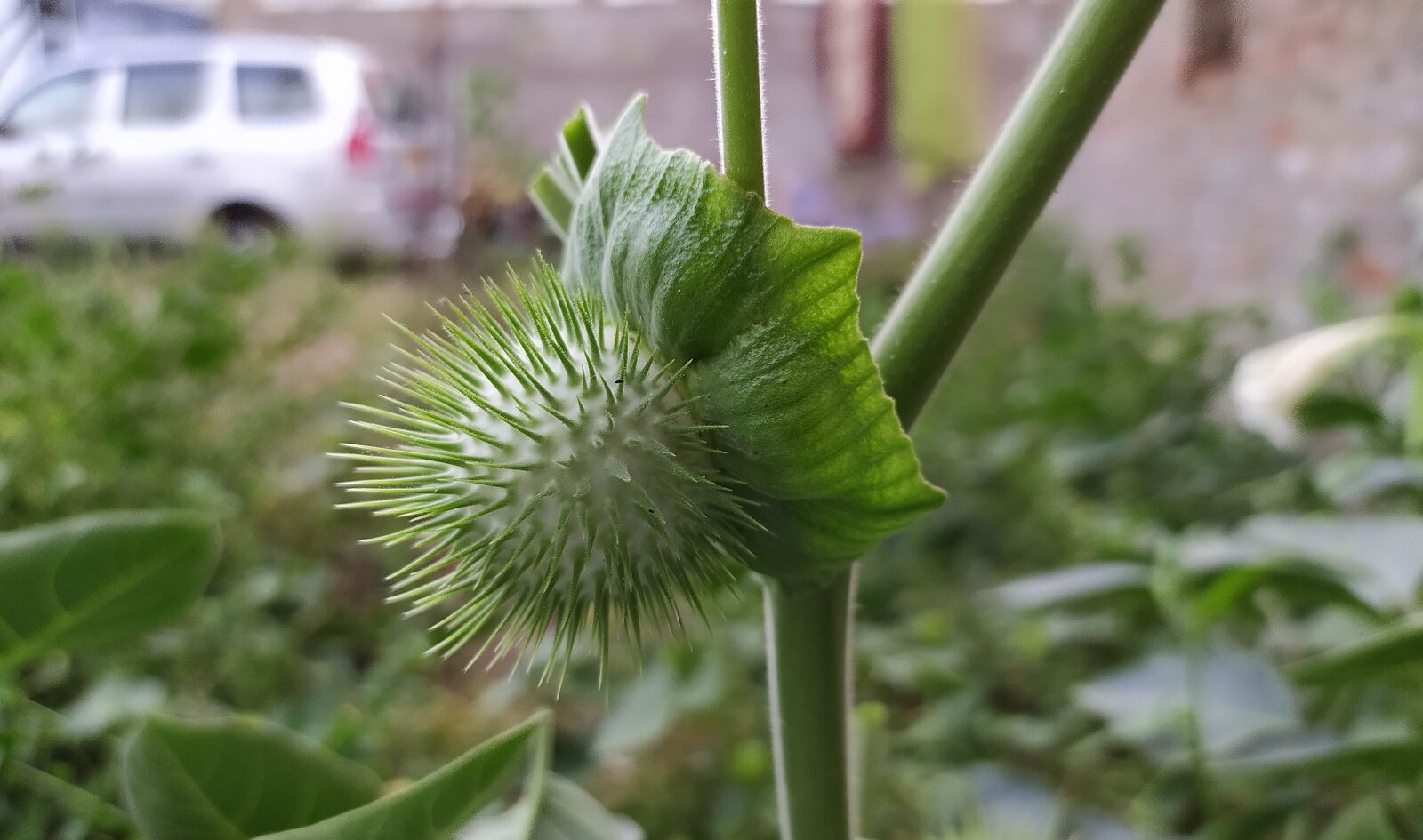 Xiaomi Redmi Note 8 sample photo. Captionplus, photography, photooftheday photography