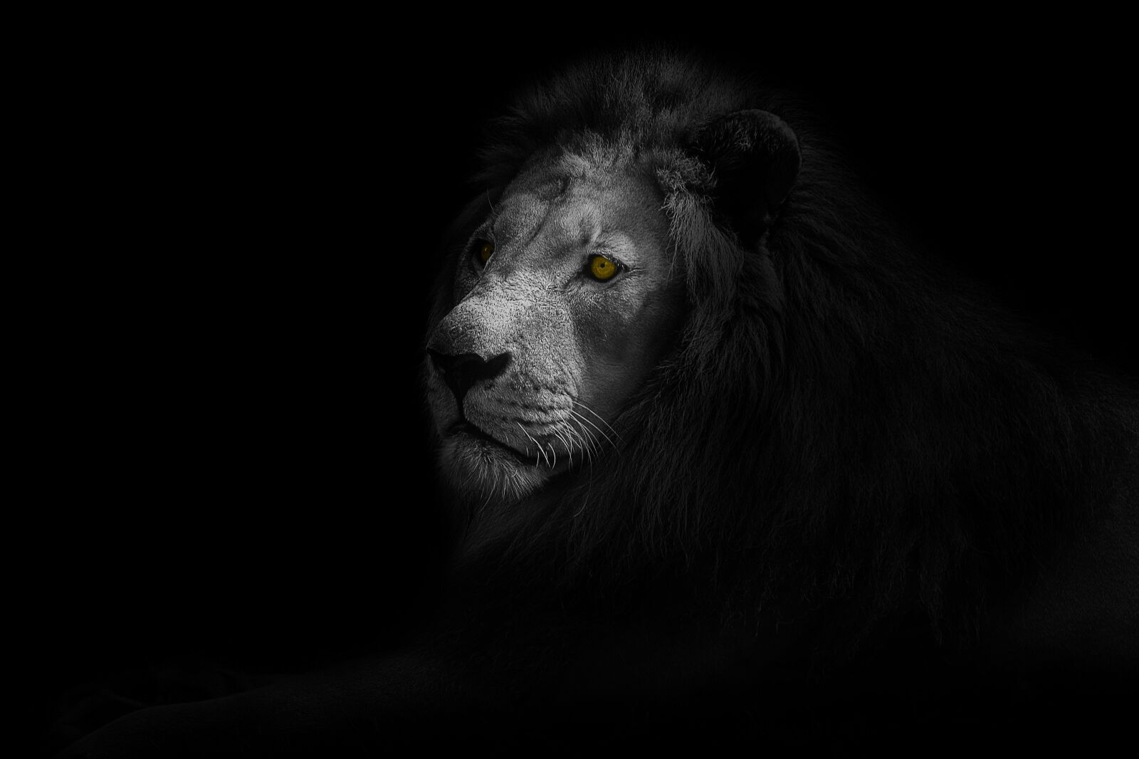 Sony a6000 + E 60mm F2.8 sample photo. Lion, animal, art photography