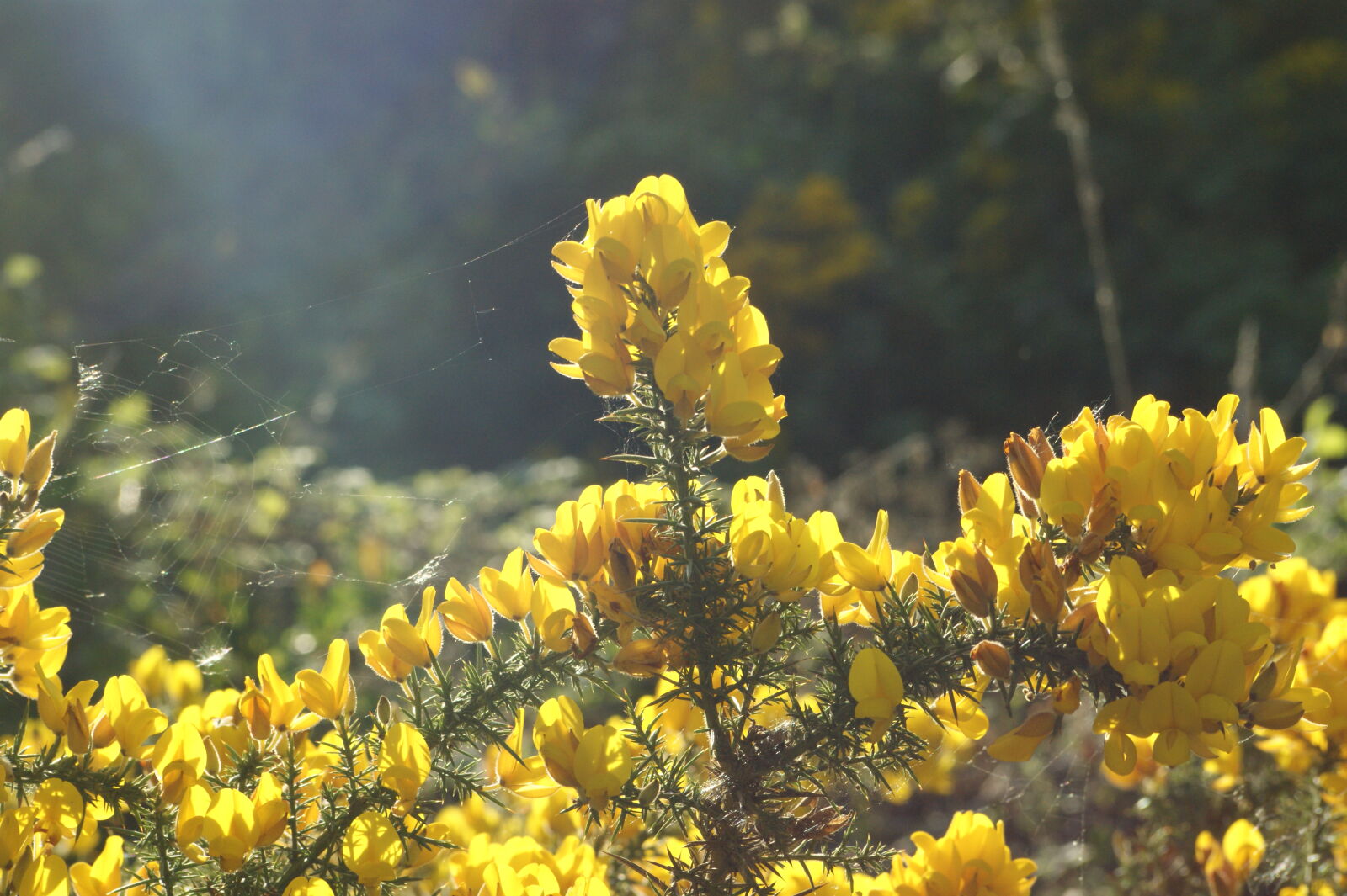 Sony Alpha DSLR-A390 sample photo