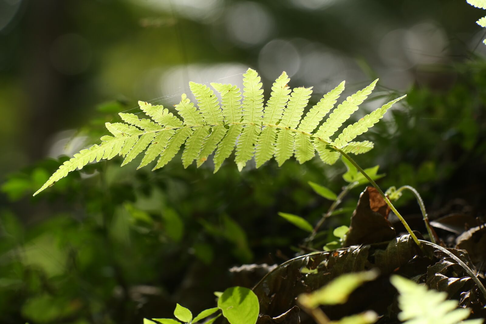 Canon EF 100mm F2.8L Macro IS USM sample photo. Fern, plant, nature photography