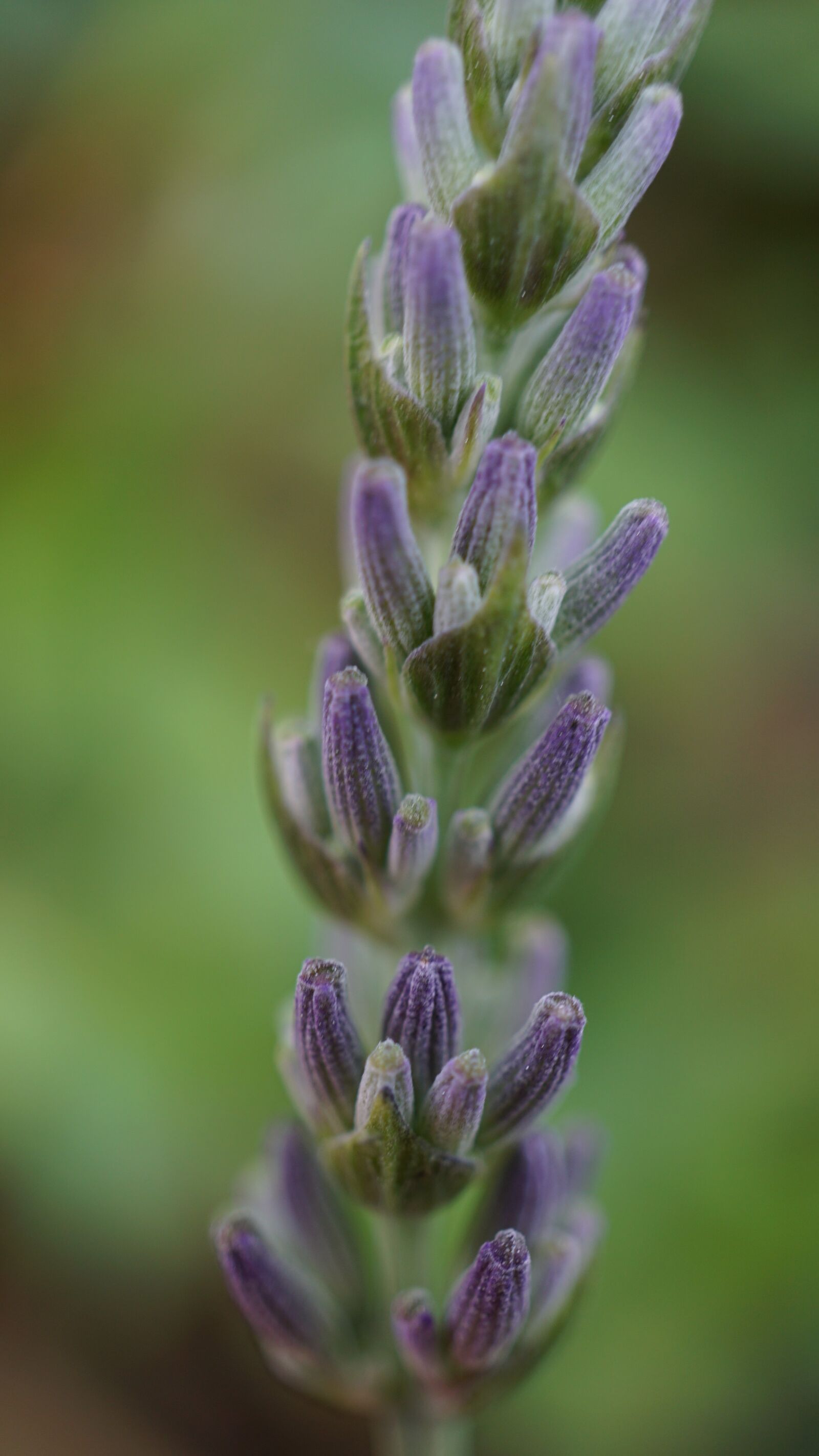 Sony E 30mm F3.5 Macro sample photo. Lavender, purple, herbs photography