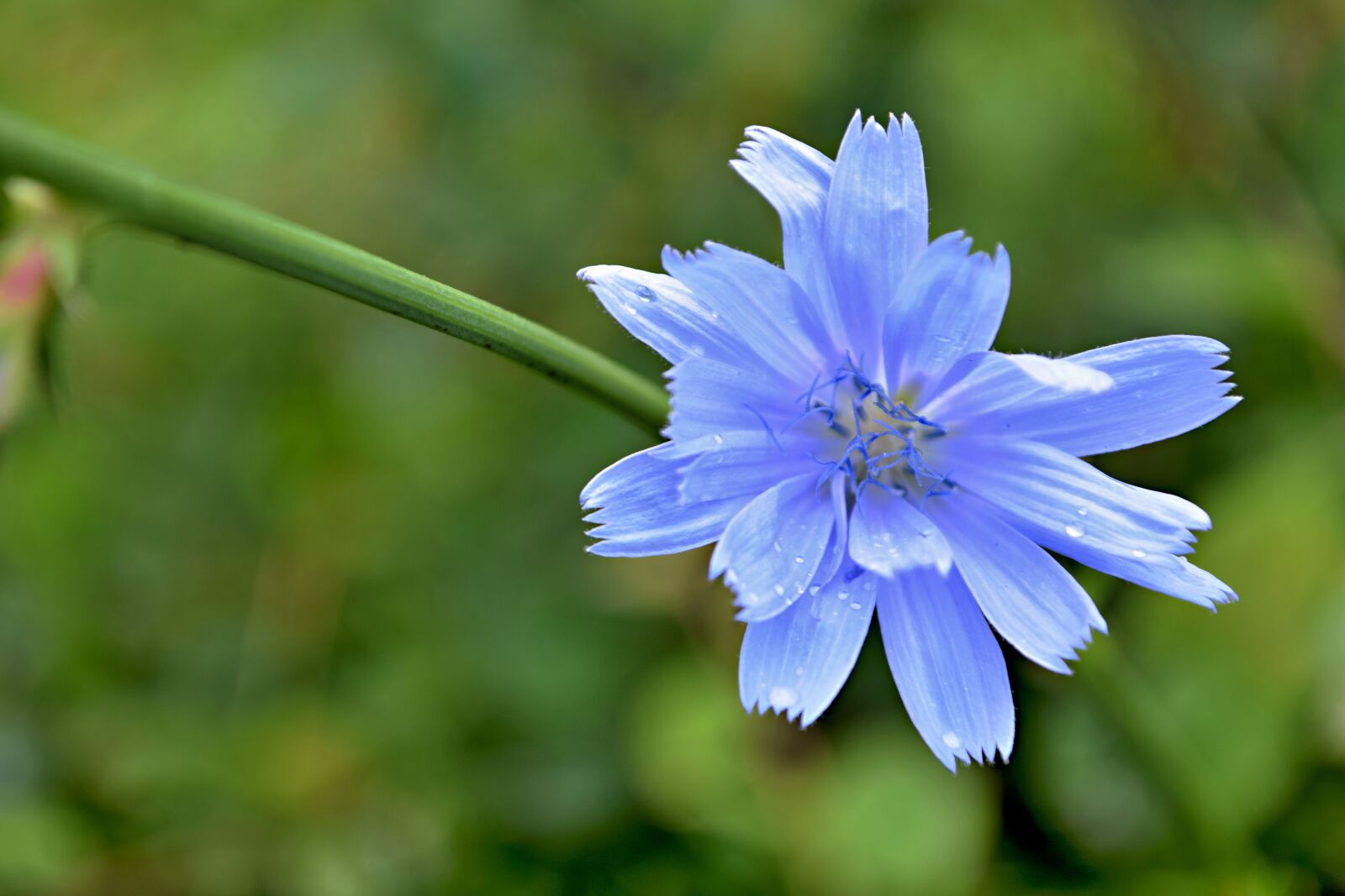 Nikon D5300 sample photo. Nev dza field, wild photography
