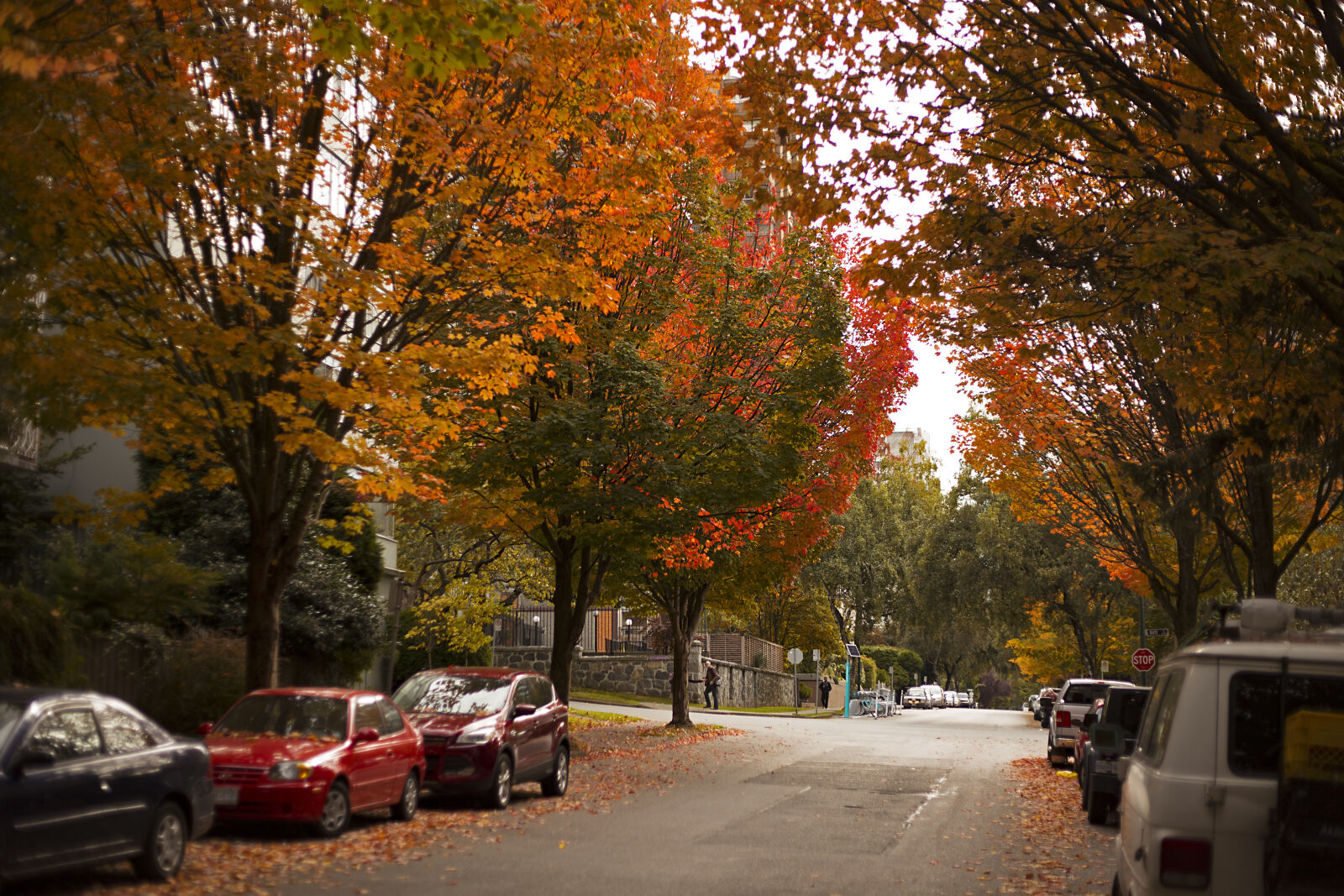 Canon EF 50mm F1.8 II sample photo. Autumn, autumn, colours, autumn photography