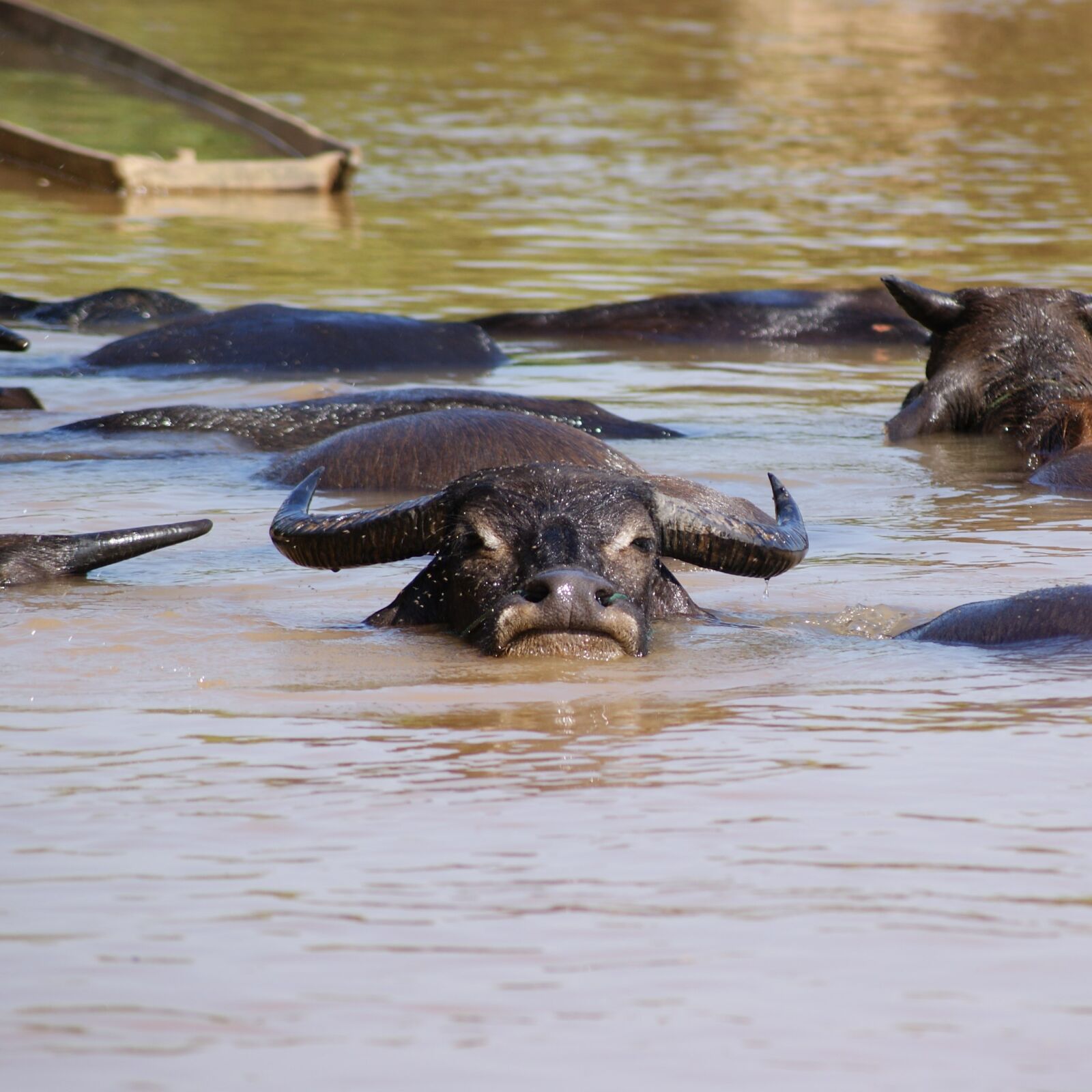 Sony Alpha DSLR-A230 sample photo. Water buffalo, nature, mammal photography