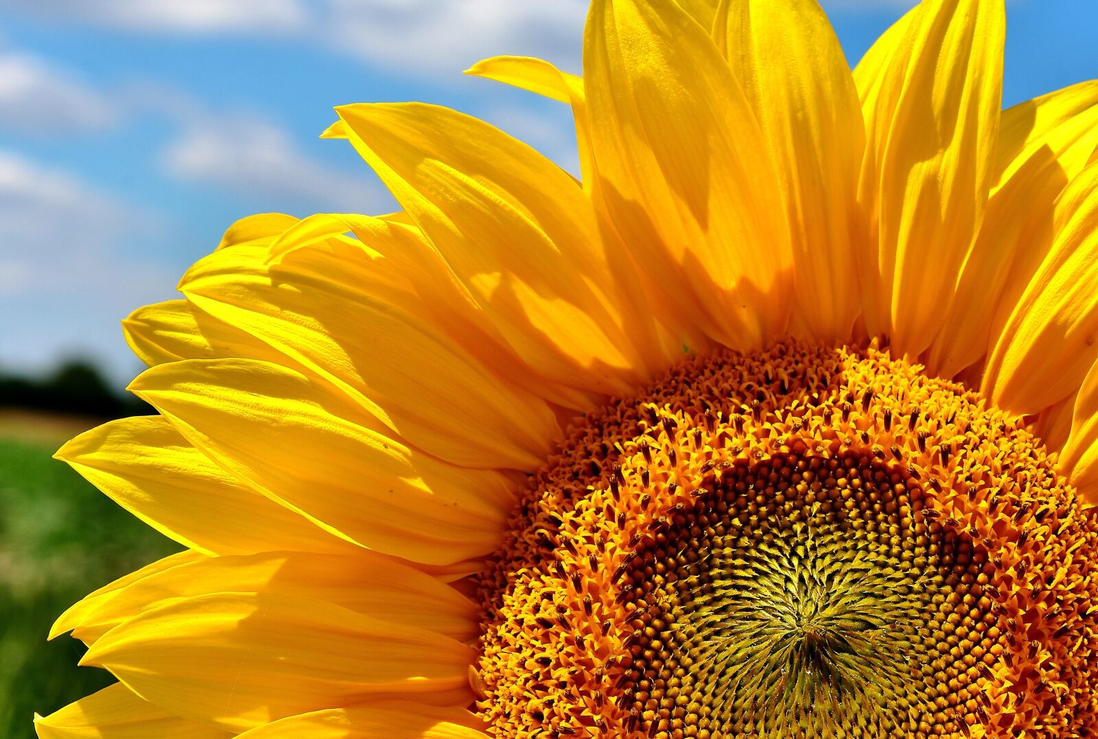Nikon D7200 sample photo. Sunflower, summer, garden photography