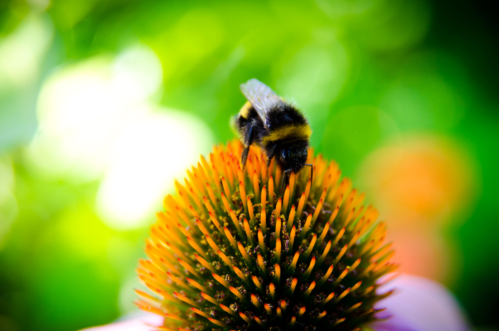 Nikon D7000 sample photo. Bee, bee, collectiong, pollen photography