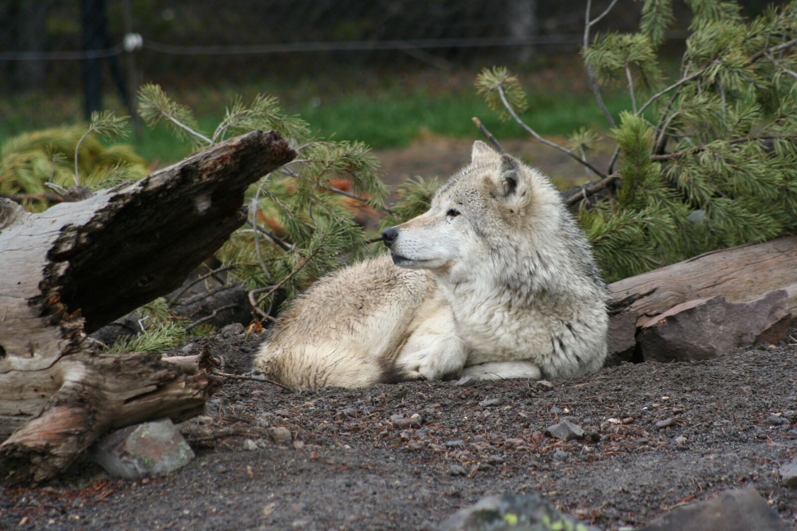 Canon EOS 350D (EOS Digital Rebel XT / EOS Kiss Digital N) sample photo. Wolf, animal, white photography