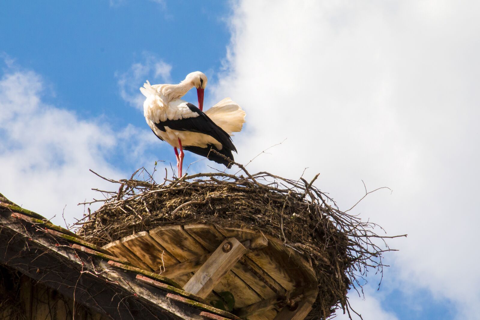Canon EOS 70D sample photo. Stork, nest, bird photography
