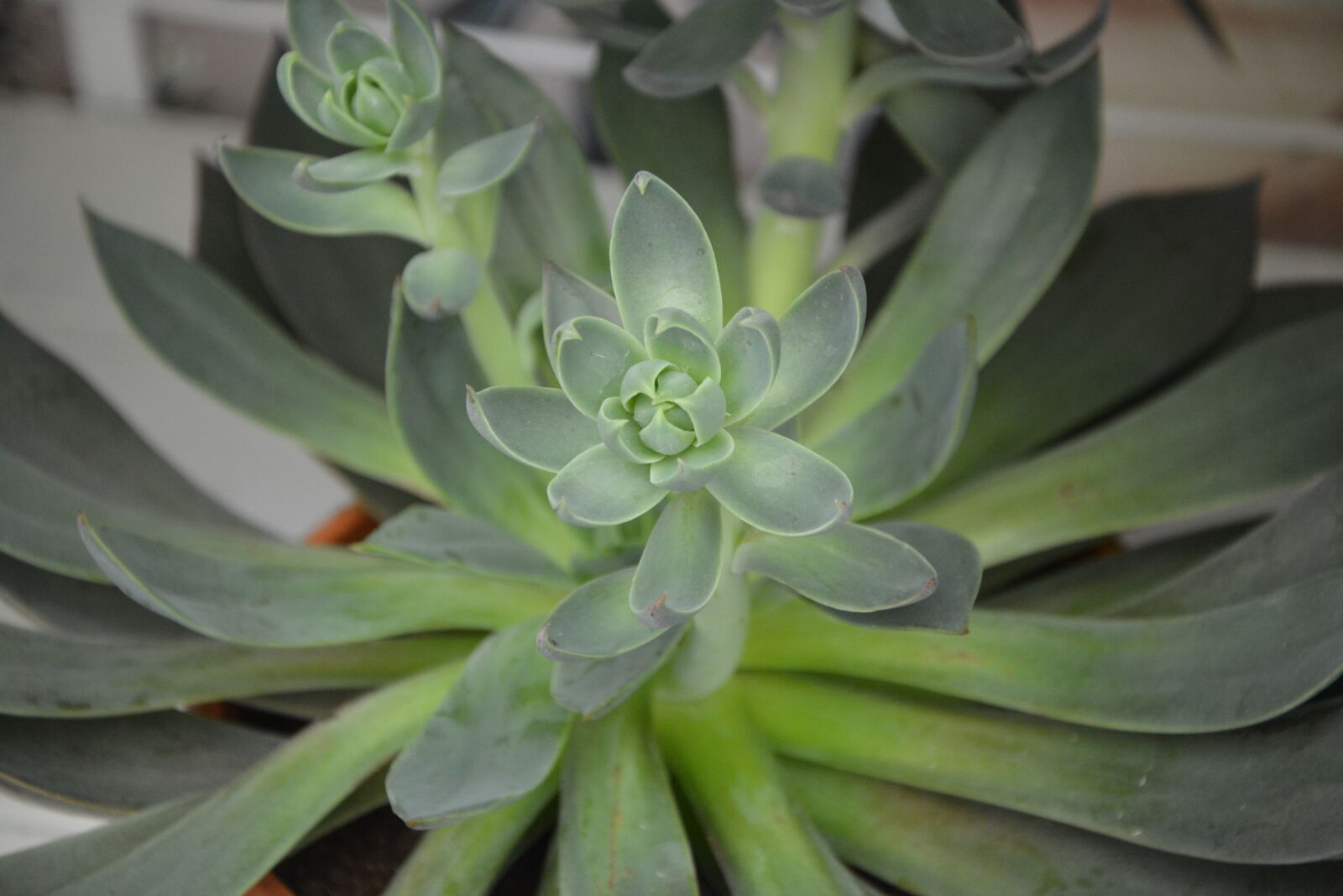 Nikon D5200 sample photo. Succulent, green, cactus photography
