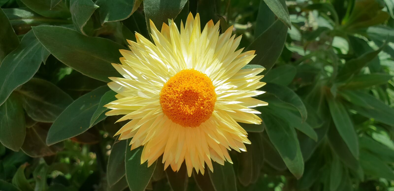 Samsung Galaxy S9 sample photo. Flowers, nature, beauty photography