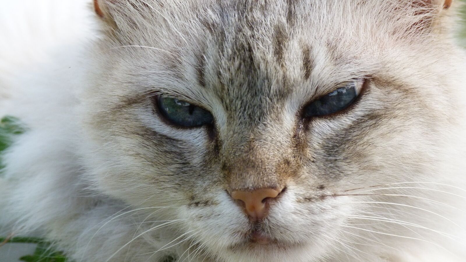 Panasonic Lumix DMC-FZ40 (Lumix DMC-FZ45) sample photo. Cat, grey, domestic cat photography