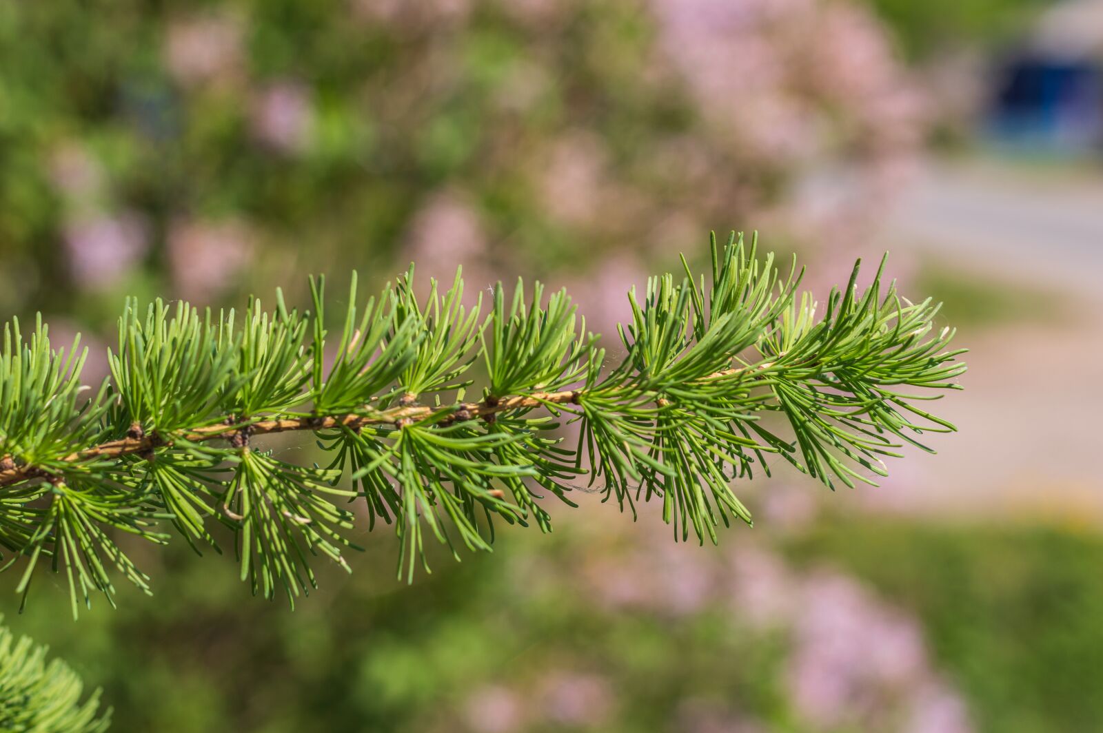 Nikon D3200 sample photo. Spring, larch, greens photography