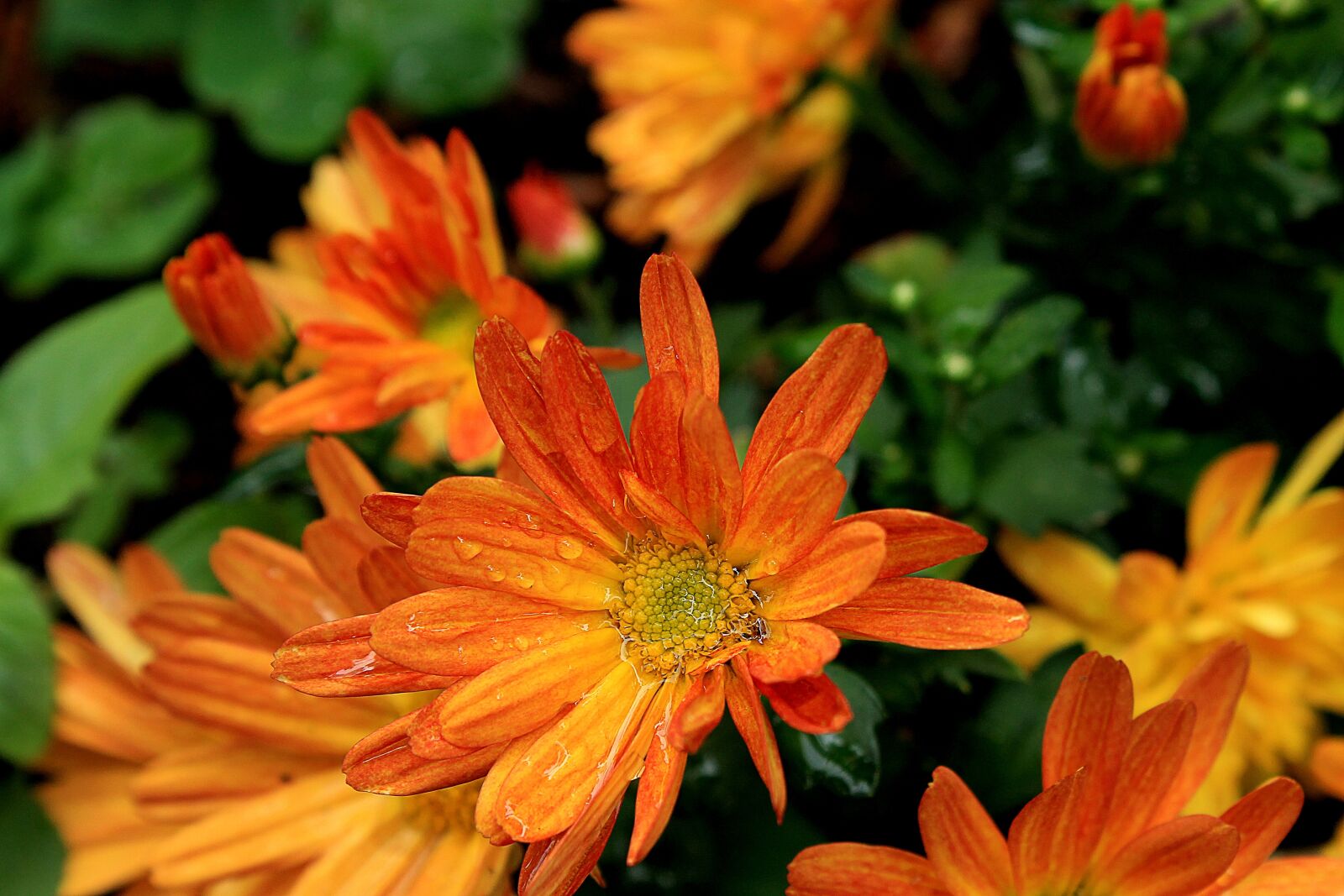 Canon EOS 1100D (EOS Rebel T3 / EOS Kiss X50) sample photo. Margaret, orange daisy, flower photography