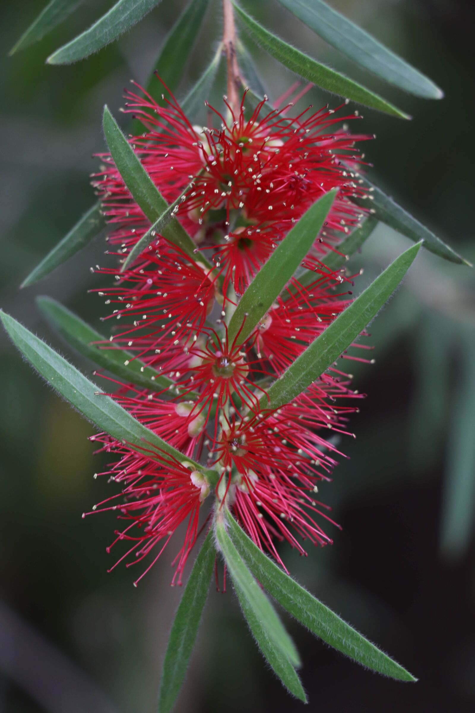 Canon EOS 77D (EOS 9000D / EOS 770D) sample photo. Flower, red, bloom photography