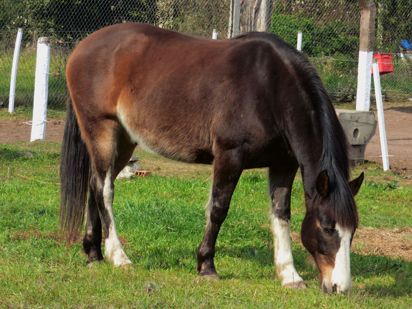Panasonic Lumix DMC-FZ70 sample photo. Equine, grass, eating photography