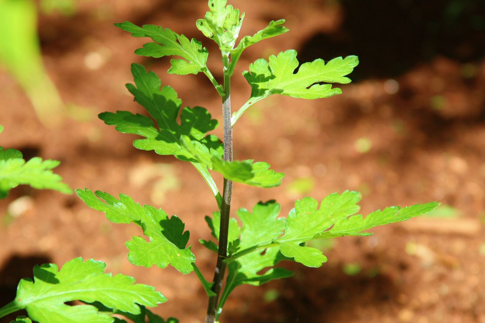Canon EF 28-135mm F3.5-5.6 IS USM sample photo. Chrysanthemum, plant, garden photography