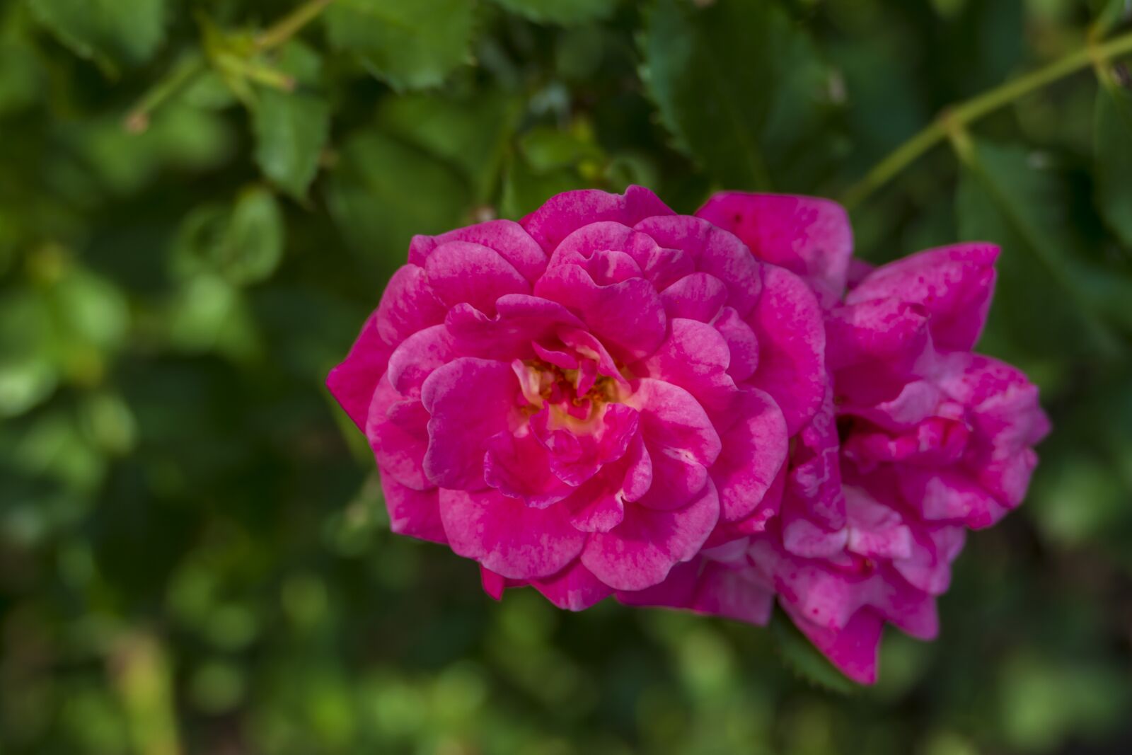 Panasonic Lumix DMC-FZ1000 sample photo. Flowers, pink, spring photography
