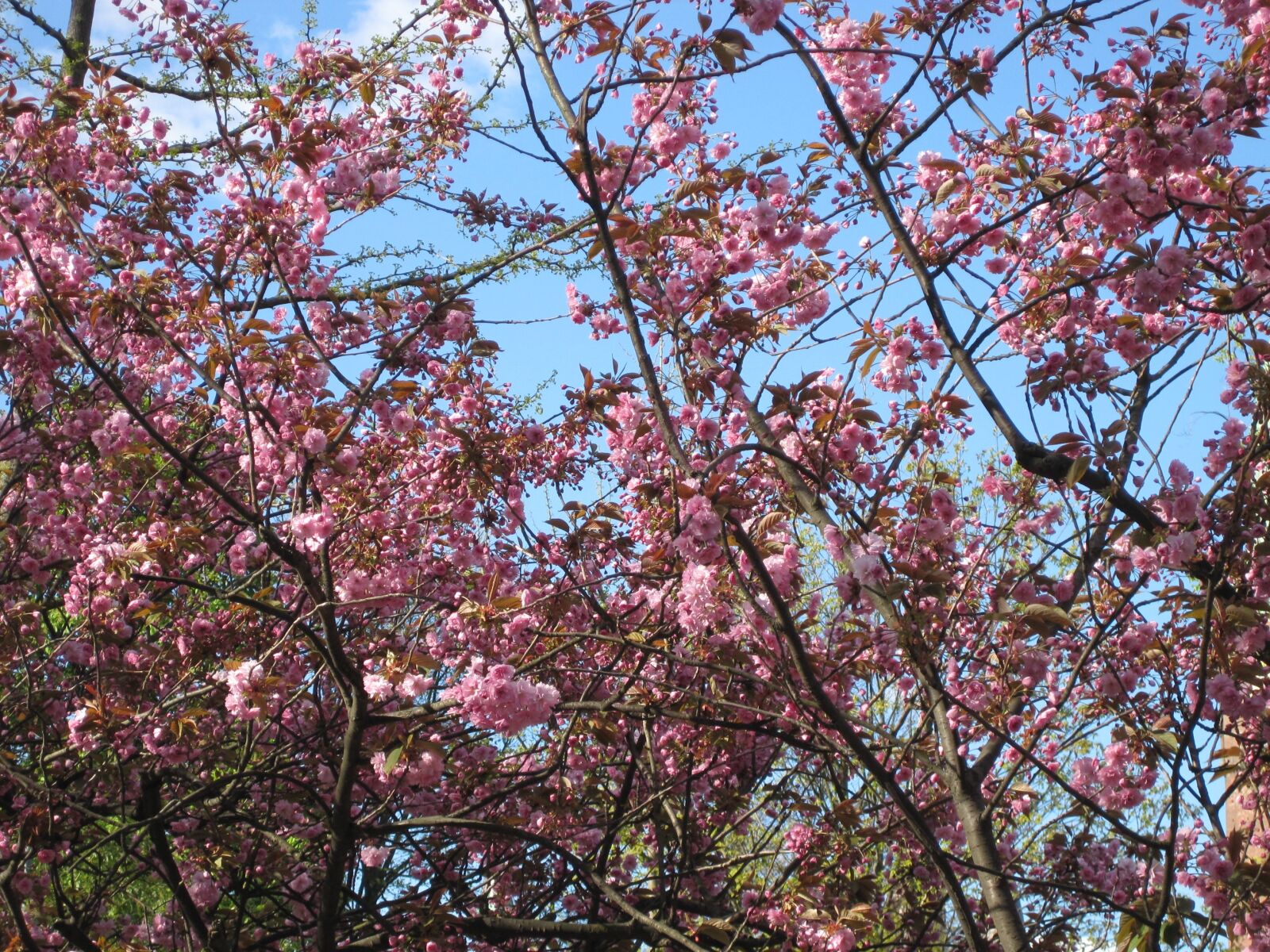 Canon PowerShot SD1200 IS (Digital IXUS 95 IS / IXY Digital 110 IS) sample photo. Cherry wood, spring, flowers photography