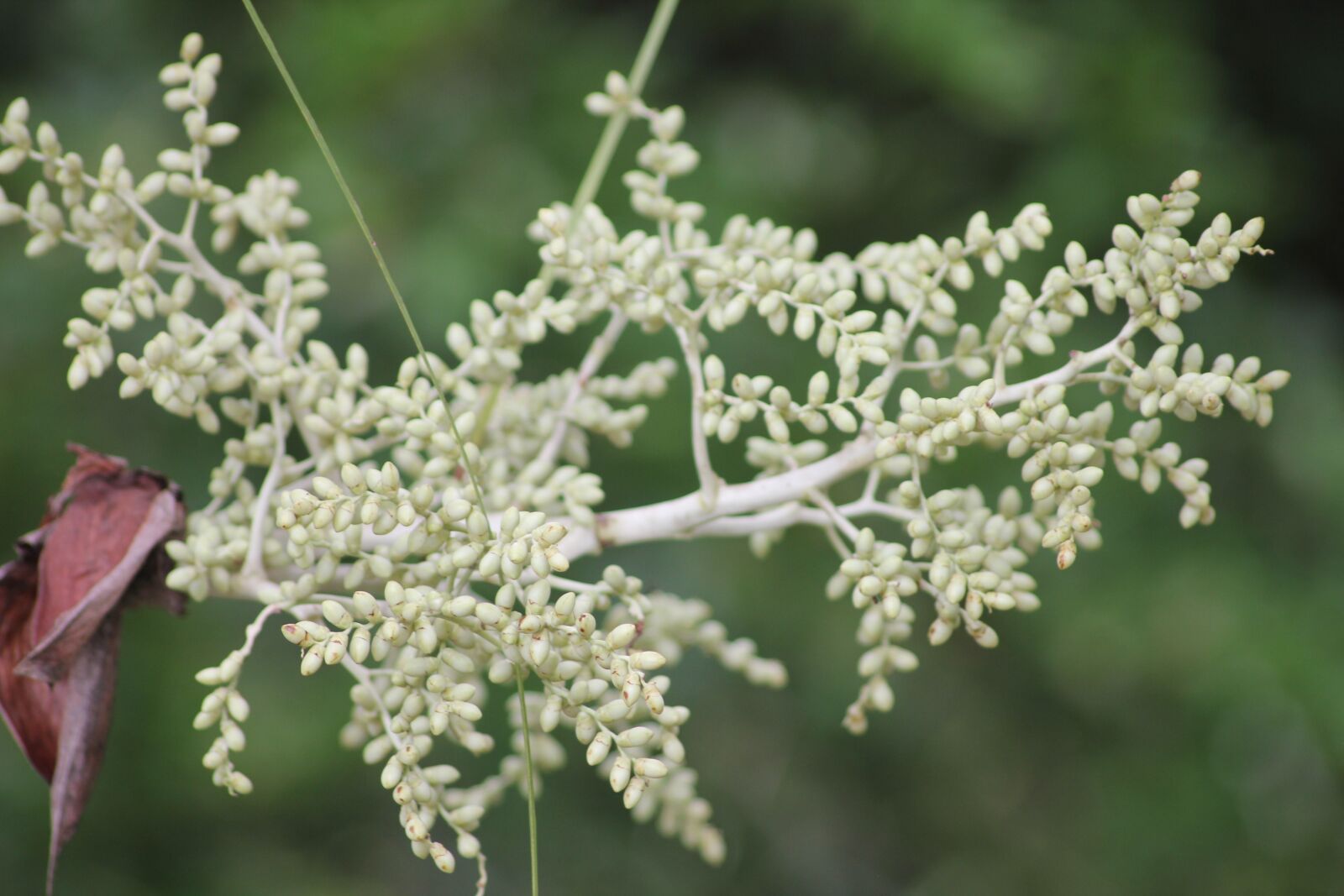 Canon EOS 550D (EOS Rebel T2i / EOS Kiss X4) sample photo. Tropical, seed, palm photography