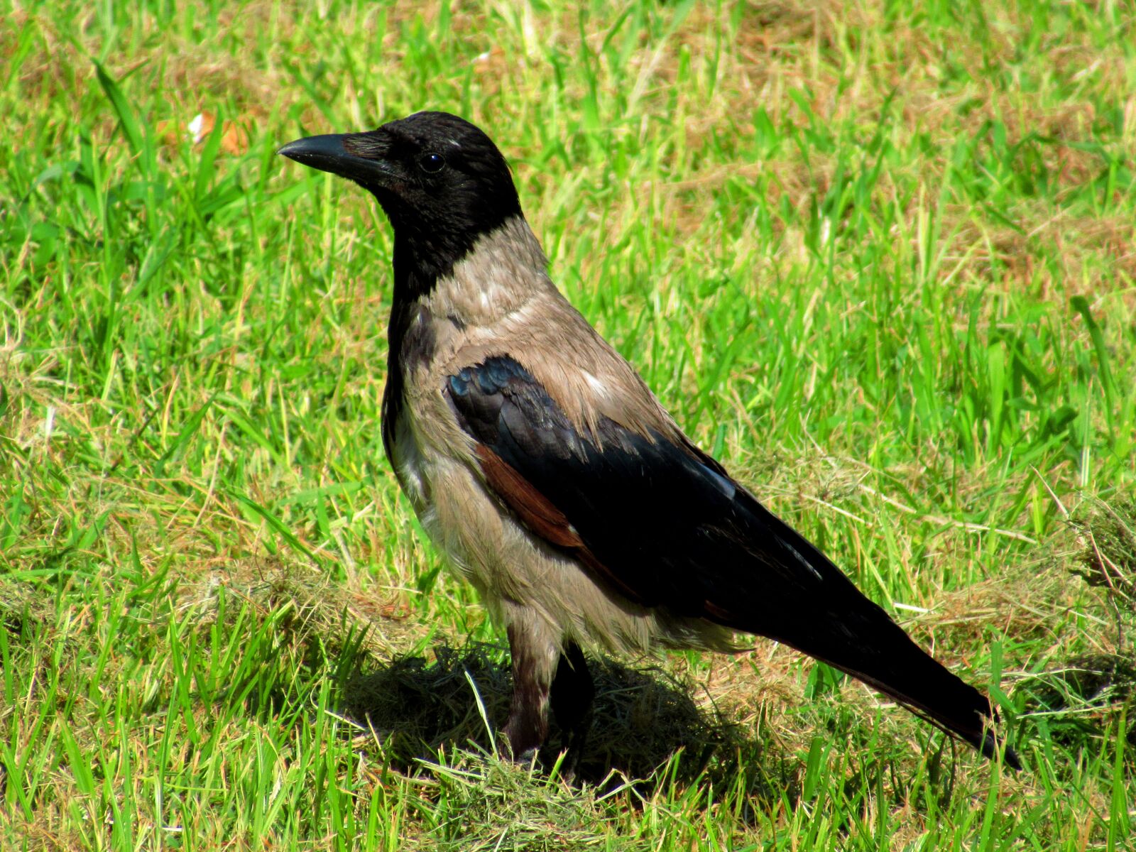 Canon PowerShot SX620 HS sample photo. Crow, bird, hooded crow photography